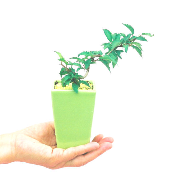 �P�O�����B�t�ƏH�̓��炭�T�N���ł��B�N�Ԃ̒��x�X�g�Z���[�ɂȂ�܂����I�I�I�R���p�N�g�ɉ������܂����B���߂Ă̕��ɂ���Ă₷����v�ȐA���ł��B