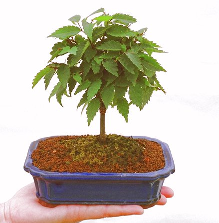 �m���̔��������₫�̉摜���o�܂��B�������΂炭���҂����������܂��B