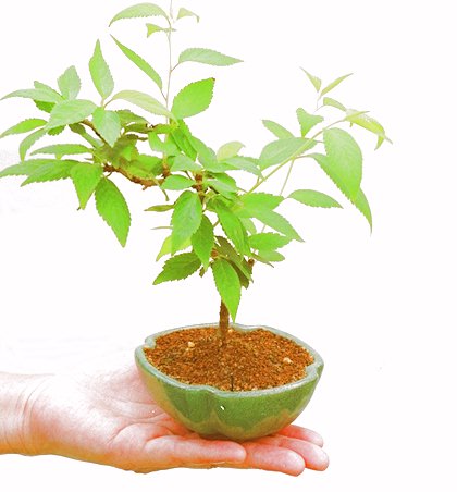 �P�O�����B�t�ƏH�̓��炭�T�N���ł��B�N�Ԃ̒��x�X�g�Z���[�ɂȂ�܂����I�I�I�R���p�N�g�ɉ������܂����B���߂Ă̕��ɂ���Ă₷����v�ȐA���ł��B