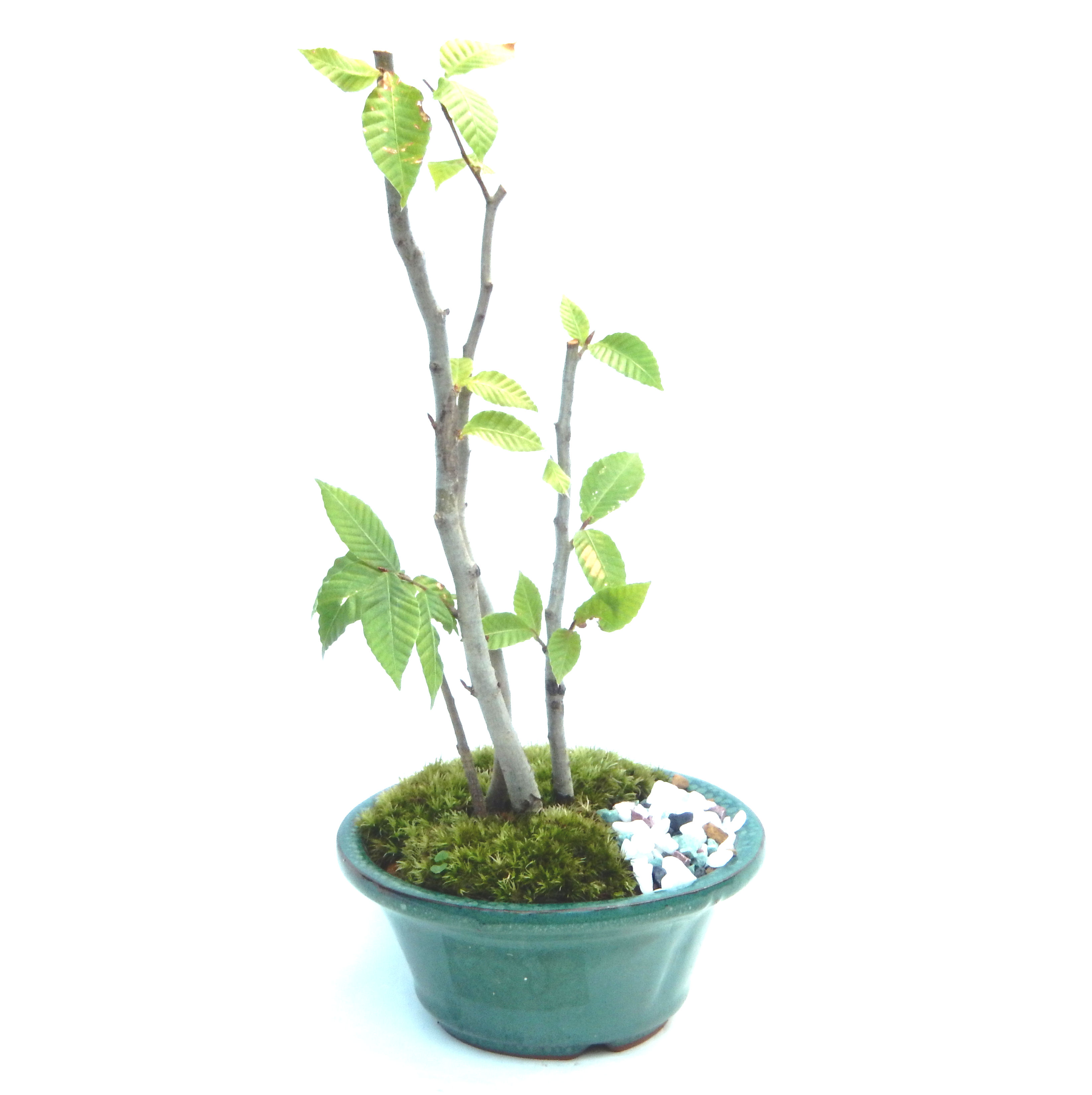 ��������Ԃȣ�̉摜���o�܂��������΂炭���҂��������܂��B