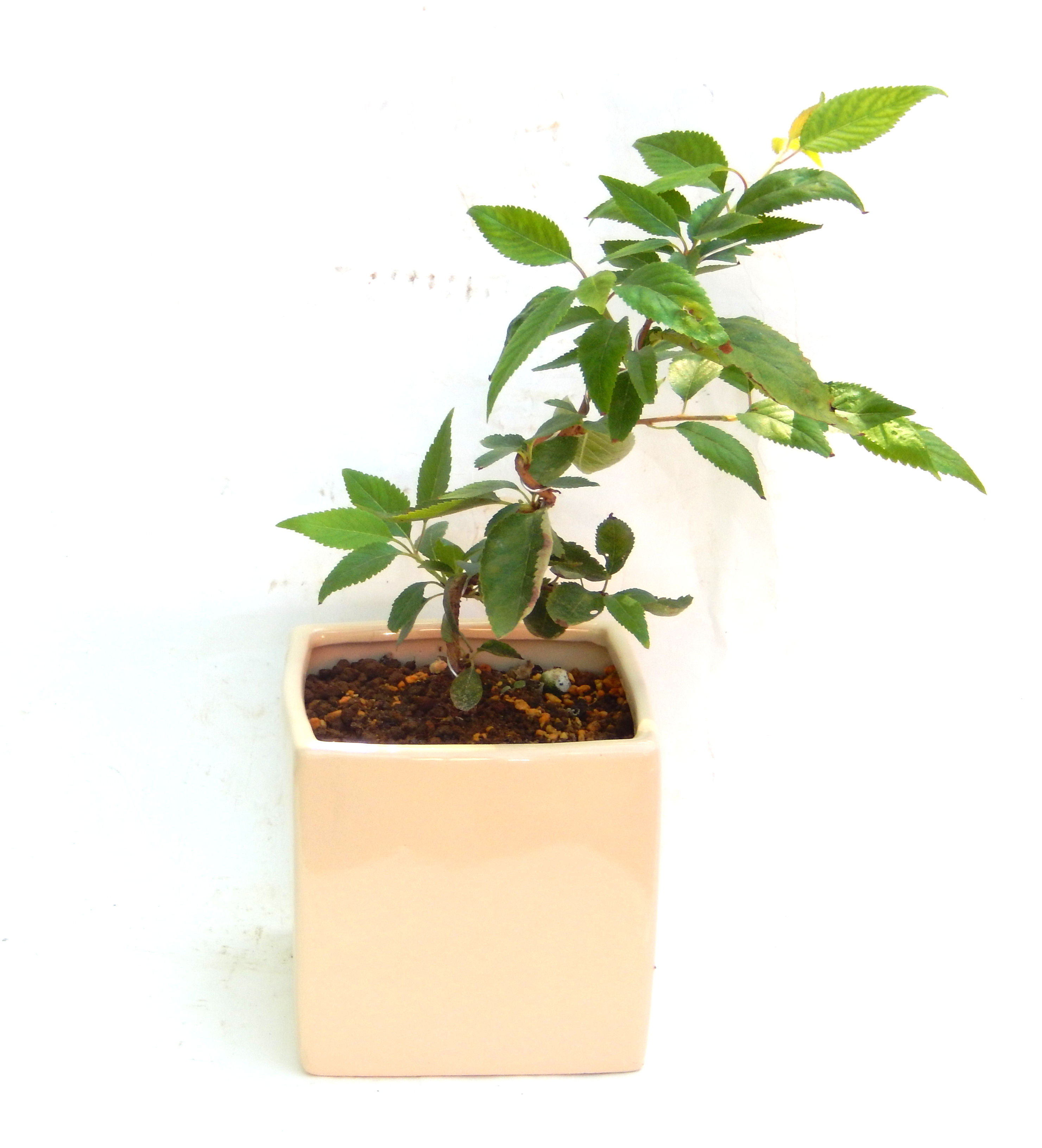 �H����~�ɂ����A�t�ɉԂ��炭�j��炫���ł��B�N�Ԃ̒��x�X�g�Z���[�ɂȂ�܂����I�I�I�R���p�N�g�ɉ������܂����B���߂Ă̕��ɂ���Ă₷����v�ȐA���ł��B