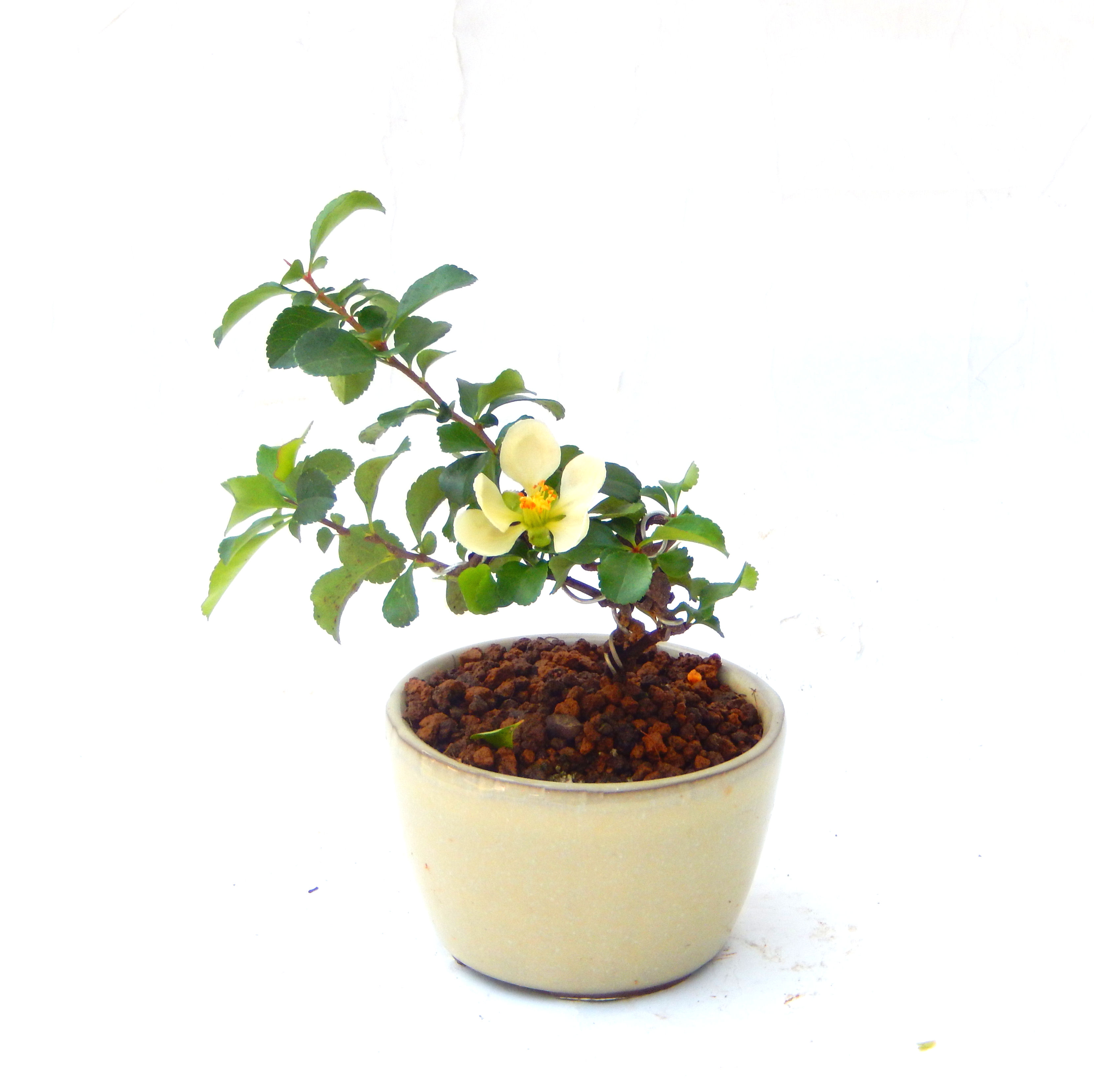 �����~�Ə����܂��B�����ɂ��₩��鉏�N�A���I�I�X�ɏt�A�R�����납���ȐԂ��ԁB�}�ɒ��ڂڂ݂�t���J�Ԃ��܂��B�Ԑ��������Ă��A���Ȃ��Ă��A�Ƃɂ��������A��x������ǂ����Ă���ɓ��ꂽ���Ȃ�A���ł��I 
   ���̏��i�́A�~�j�T�C�Y�ɍ��܂����B�������̃C���e���A�Ƃ��ăe�[�u���⑋�ӂɂ�����傫���ł��B�܂������̂����߂̈�i�ł��I�I�I