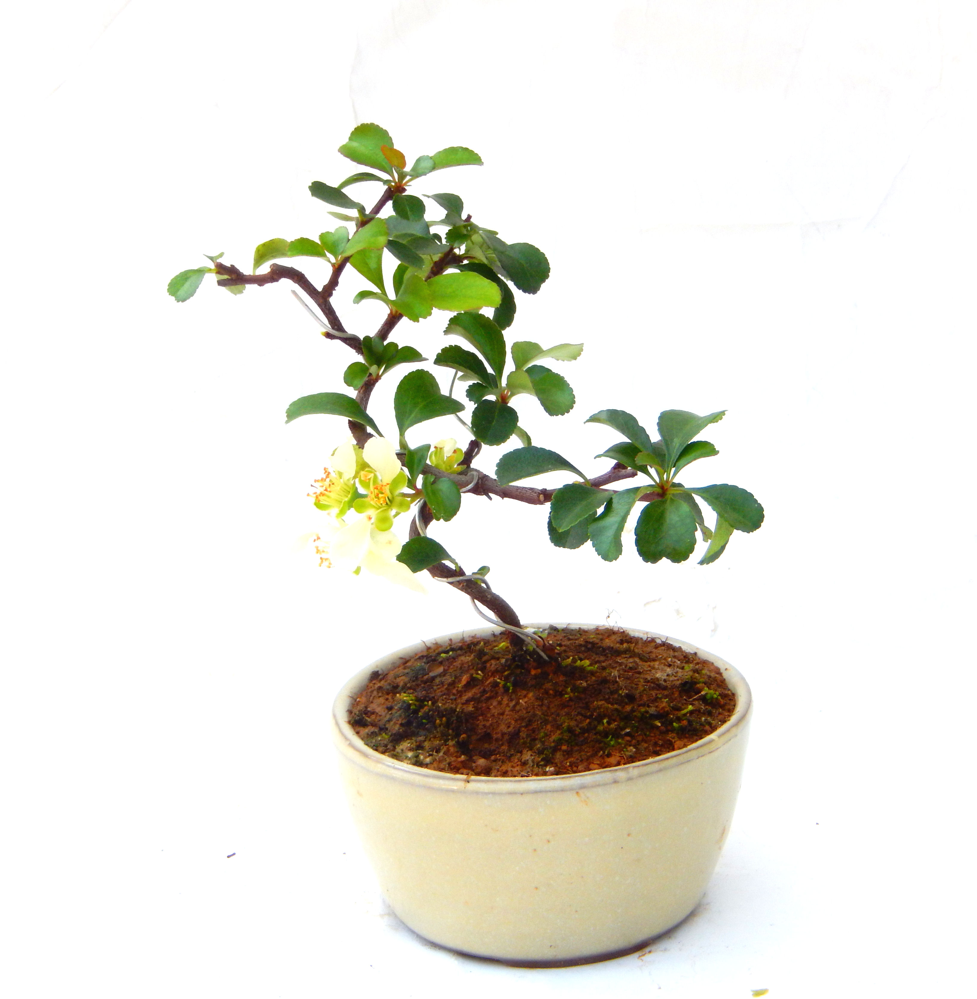 �����~�Ə����܂��B�����ɂ��₩��鉏�N�A���I�I�X�ɏt�A�R�����납���ȐԂ��ԁB�}�ɒ��ڂڂ݂�t���J�Ԃ��܂��B�Ԑ��������Ă��A���Ȃ��Ă��A�Ƃɂ��������A��x������ǂ����Ă���ɓ��ꂽ���Ȃ�A���ł��I 
   ���̏��i�́A�~�j�T�C�Y�ɍ��܂����B�������̃C���e���A�Ƃ��ăe�[�u���⑋�ӂɂ�����傫���ł��B�܂������̂����߂̈�i�ł��I�I�I