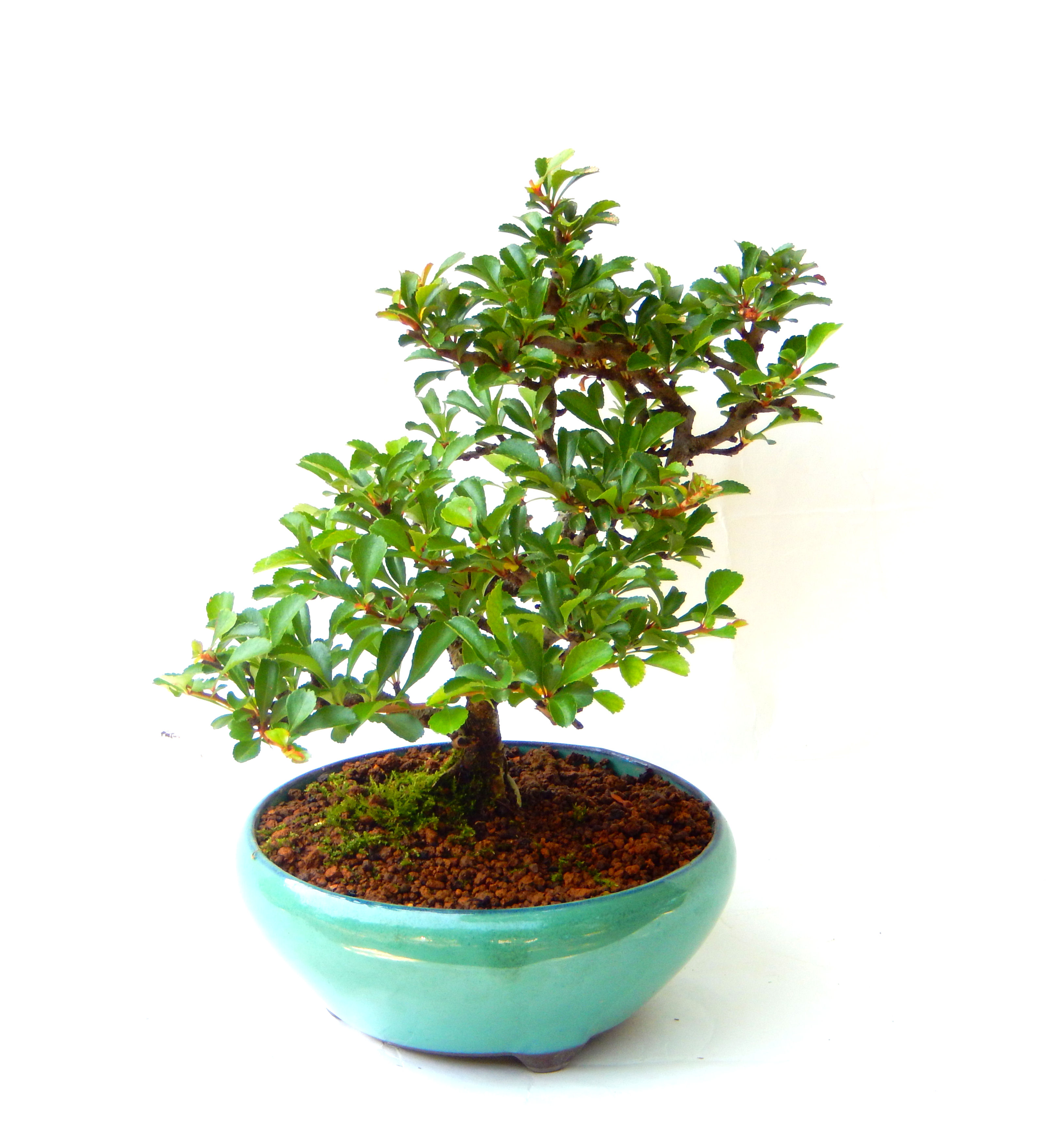 �����~�Ə����܂��B�����ɂ��₩��鉏�N�A���I�I�X�ɏt�A�R�����납���ȐԂ��ԁB�}�ɒ��ڂڂ݂�t���J�Ԃ��܂��B�Ԑ��������Ă��A���Ȃ��Ă��A�Ƃɂ��������A��x������ǂ����Ă���ɓ��ꂽ���Ȃ�A���ł��I 
   ���̏��i�́A�~�j�T�C�Y�ɍ��܂����B�������̃C���e���A�Ƃ��ăe�[�u���⑋�ӂɂ�����傫���ł��B�܂������̂����߂̈�i�ł��I�I�I