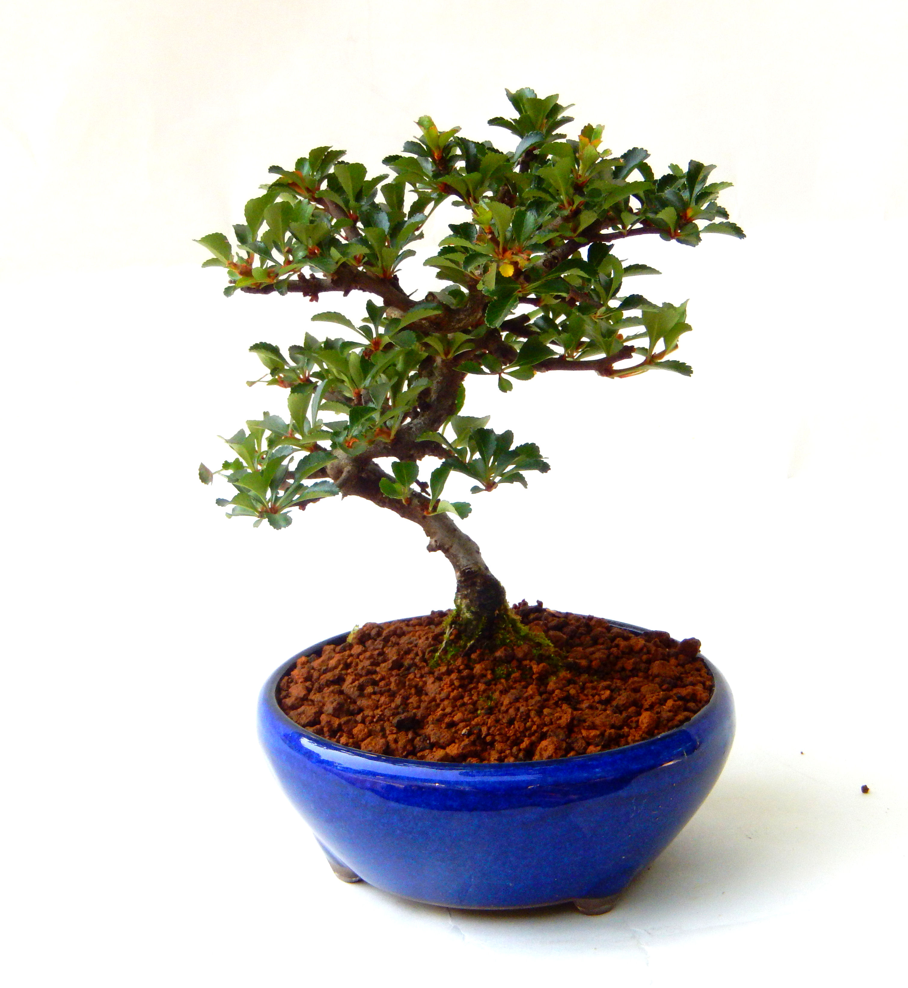 �����~�Ə����܂��B�����ɂ��₩��鉏�N�A���I�I�X�ɏt�A�R�����납���ȐԂ��ԁB�}�ɒ��ڂڂ݂�t���J�Ԃ��܂��B�Ԑ��������Ă��A���Ȃ��Ă��A�Ƃɂ��������A��x������ǂ����Ă���ɓ��ꂽ���Ȃ�A���ł��I 
   ���̏��i�́A�~�j�T�C�Y�ɍ��܂����B�������̃C���e���A�Ƃ��ăe�[�u���⑋�ӂɂ�����傫���ł��B�܂������̂����߂̈�i�ł��I�I�I