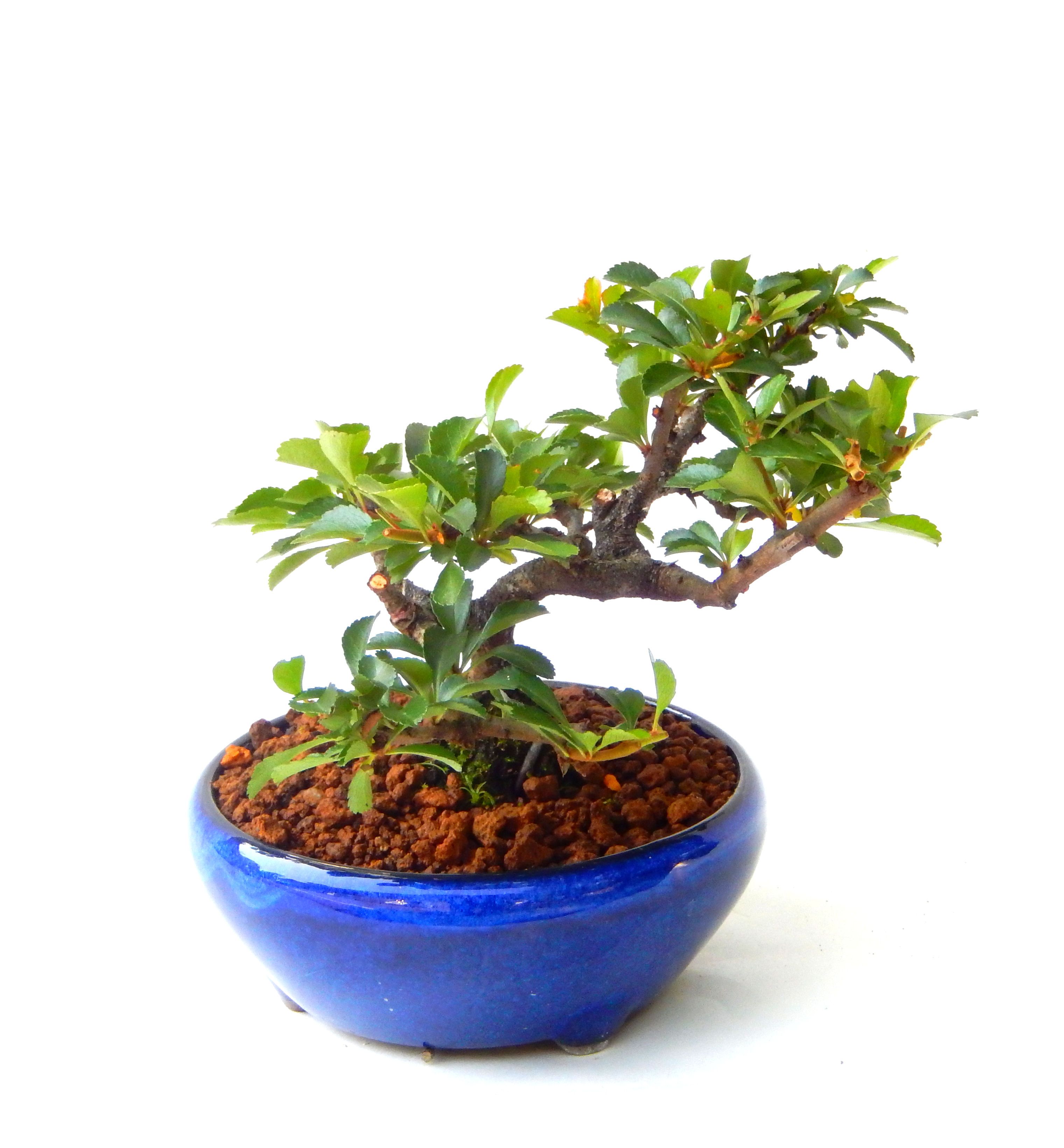 �����~�Ə����܂��B�����ɂ��₩��鉏�N�A���I�I�X�ɏt�A�R�����납���ȐԂ��ԁB�}�ɒ��ڂڂ݂�t���J�Ԃ��܂��B�Ԑ��������Ă��A���Ȃ��Ă��A�Ƃɂ��������A��x������ǂ����Ă���ɓ��ꂽ���Ȃ�A���ł��I 
   ���̏��i�́A�~�j�T�C�Y�ɍ��܂����B�������̃C���e���A�Ƃ��ăe�[�u���⑋�ӂɂ�����傫���ł��B�܂������̂����߂̈�i�ł��I�I�I