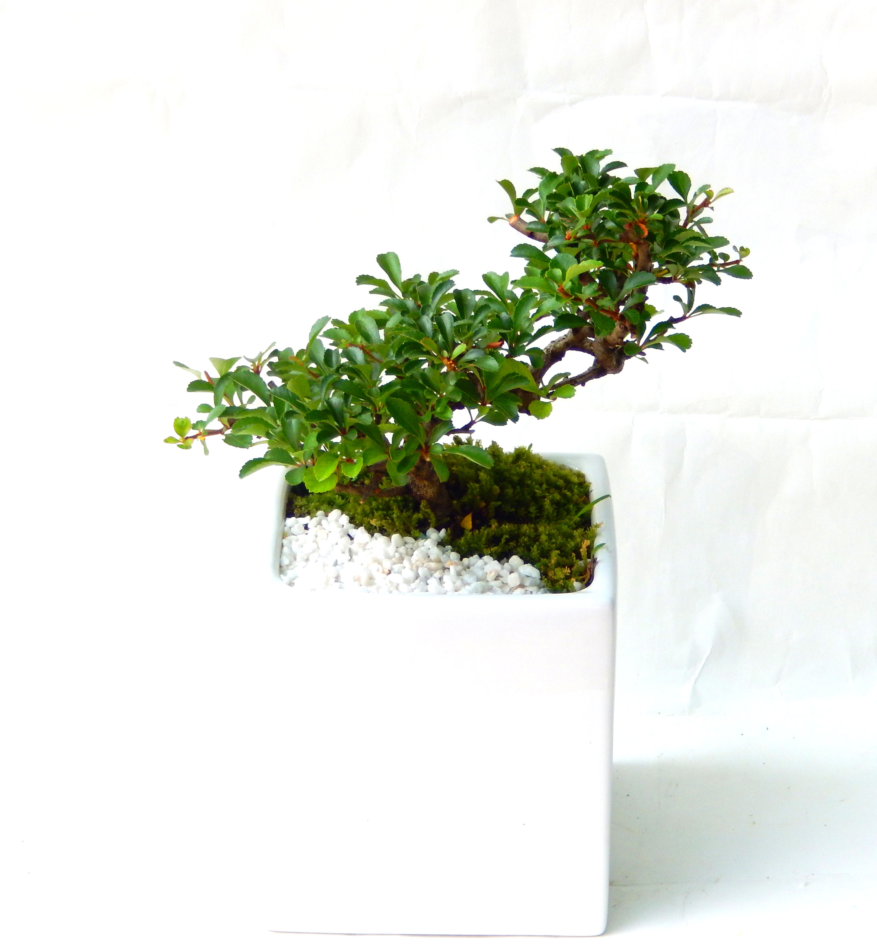 �����~�Ə����܂��B�����ɂ��₩��鉏�N�A���I�I�X�ɏt�A�R�����납���ȐԂ��ԁB�}�ɒ��ڂڂ݂�t���J�Ԃ��܂��B�Ԑ��������Ă��A���Ȃ��Ă��A�Ƃɂ��������A��x������ǂ����Ă���ɓ��ꂽ���Ȃ�A���ł��I 
   ���̏��i�́A�~�j�T�C�Y�ɍ��܂����B�������̃C���e���A�Ƃ��ăe�[�u���⑋�ӂɂ�����傫���ł��B�܂������̂����߂̈�i�ł��I�I�I