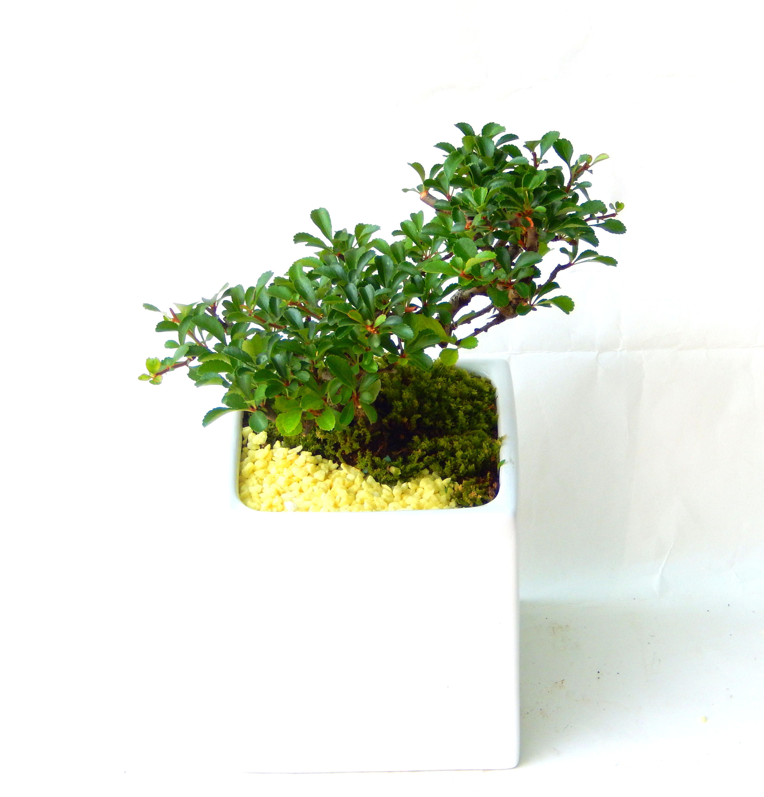 �����~�Ə����܂��B�����ɂ��₩��鉏�N�A���I�I�X�ɏt�A�R�����납���ȐԂ��ԁB�}�ɒ��ڂڂ݂�t���J�Ԃ��܂��B�Ԑ��������Ă��A���Ȃ��Ă��A�Ƃɂ��������A��x������ǂ����Ă���ɓ��ꂽ���Ȃ�A���ł��I 
   ���̏��i�́A�~�j�T�C�Y�ɍ��܂����B�������̃C���e���A�Ƃ��ăe�[�u���⑋�ӂɂ�����傫���ł��B�܂������̂����߂̈�i�ł��I�I�I