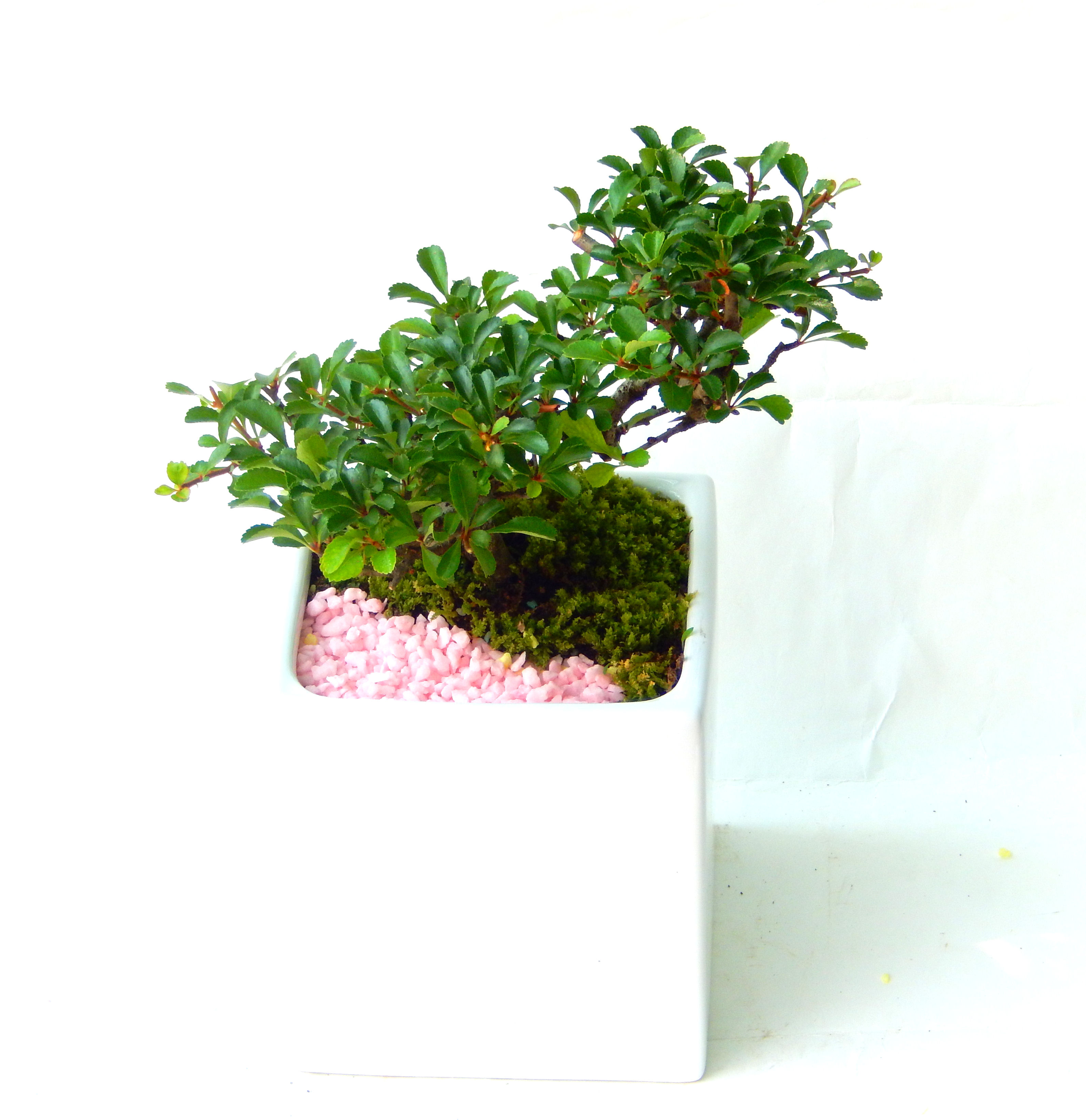 �����~�Ə����܂��B�����ɂ��₩��鉏�N�A���I�I�X�ɏt�A�R�����납���ȐԂ��ԁB�}�ɒ��ڂڂ݂�t���J�Ԃ��܂��B�Ԑ��������Ă��A���Ȃ��Ă��A�Ƃɂ��������A��x������ǂ����Ă���ɓ��ꂽ���Ȃ�A���ł��I 
   ���̏��i�́A�~�j�T�C�Y�ɍ��܂����B�������̃C���e���A�Ƃ��ăe�[�u���⑋�ӂɂ�����傫���ł��B�܂������̂����߂̈�i�ł��I�I�I