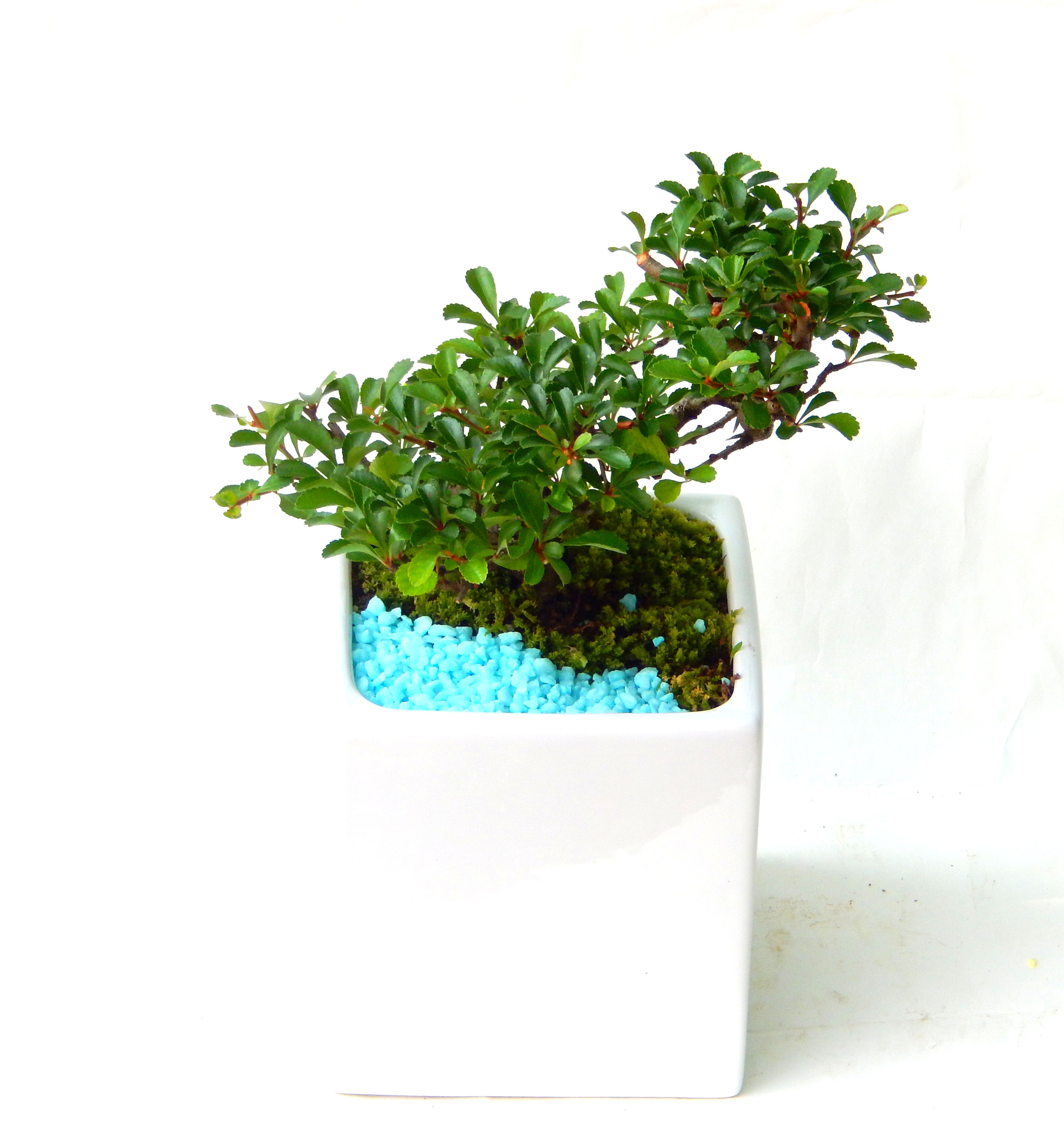 �����~�Ə����܂��B�����ɂ��₩��鉏�N�A���I�I�X�ɏt�A�R�����납���ȐԂ��ԁB�}�ɒ��ڂڂ݂�t���J�Ԃ��܂��B�Ԑ��������Ă��A���Ȃ��Ă��A�Ƃɂ��������A��x������ǂ����Ă���ɓ��ꂽ���Ȃ�A���ł��I 
   ���̏��i�́A�~�j�T�C�Y�ɍ��܂����B�������̃C���e���A�Ƃ��ăe�[�u���⑋�ӂɂ�����傫���ł��B�܂������̂����߂̈�i�ł��I�I�I