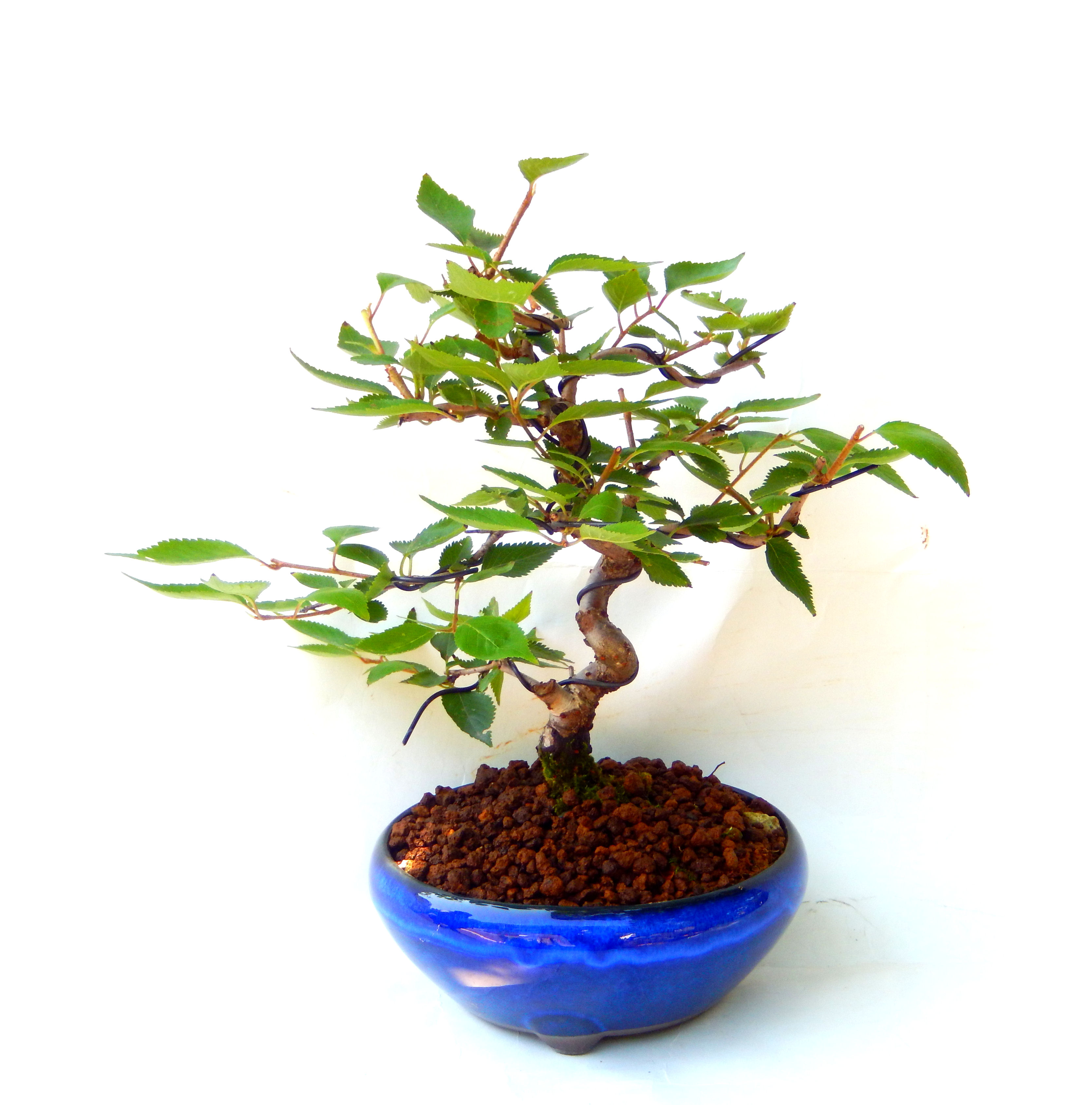 �N�Ԃ̒��x�X�g�Z���[�ɂȂ�܂����I�I�I�R���p�N�g�ɉ������܂����B���߂Ă̕��ɂ���Ă₷����v�ȐA���ł��B