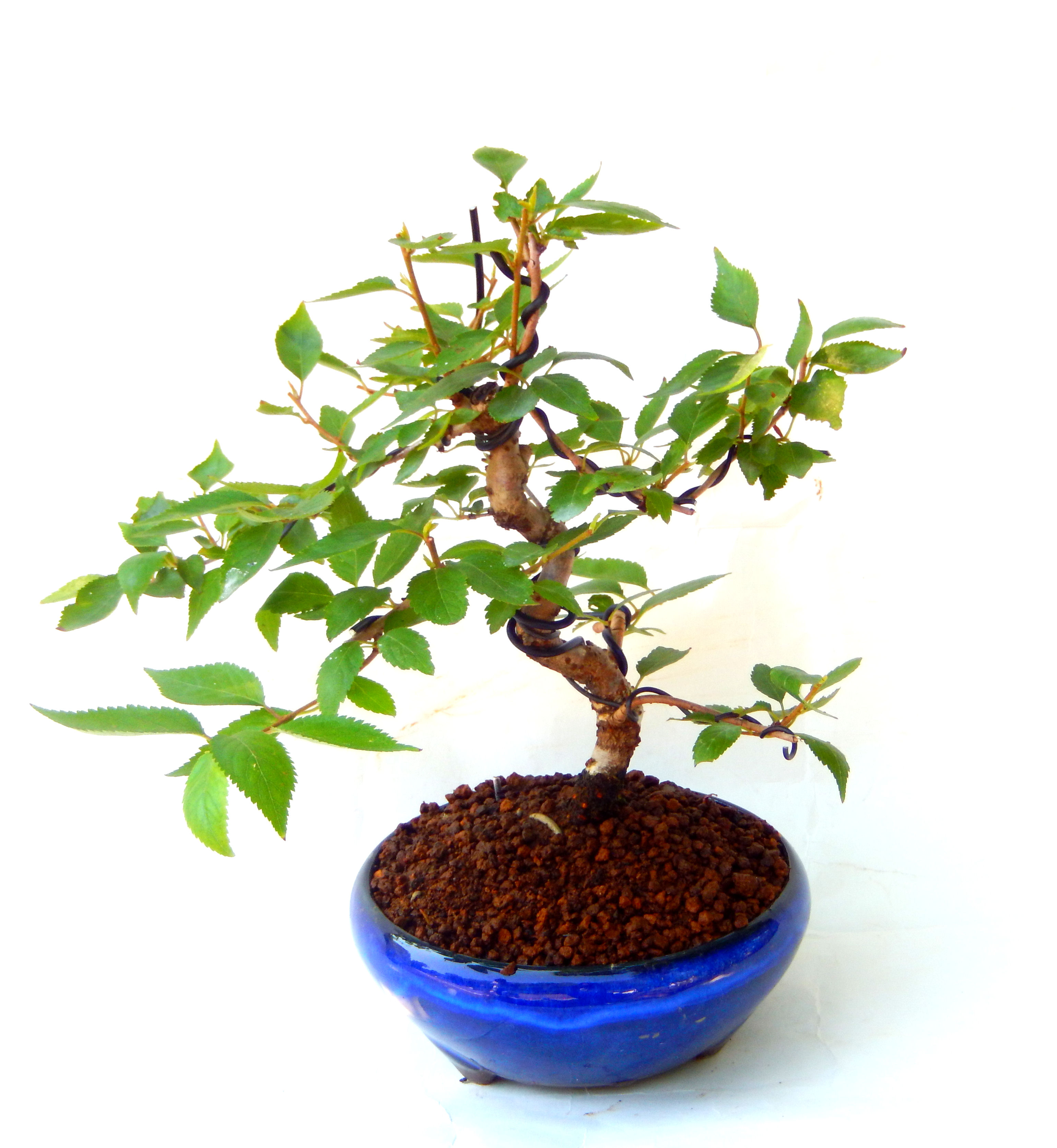 �N�Ԃ̒��x�X�g�Z���[�ɂȂ�܂����I�I�I�R���p�N�g�ɉ������܂����B���߂Ă̕��ɂ���Ă₷����v�ȐA���ł��B