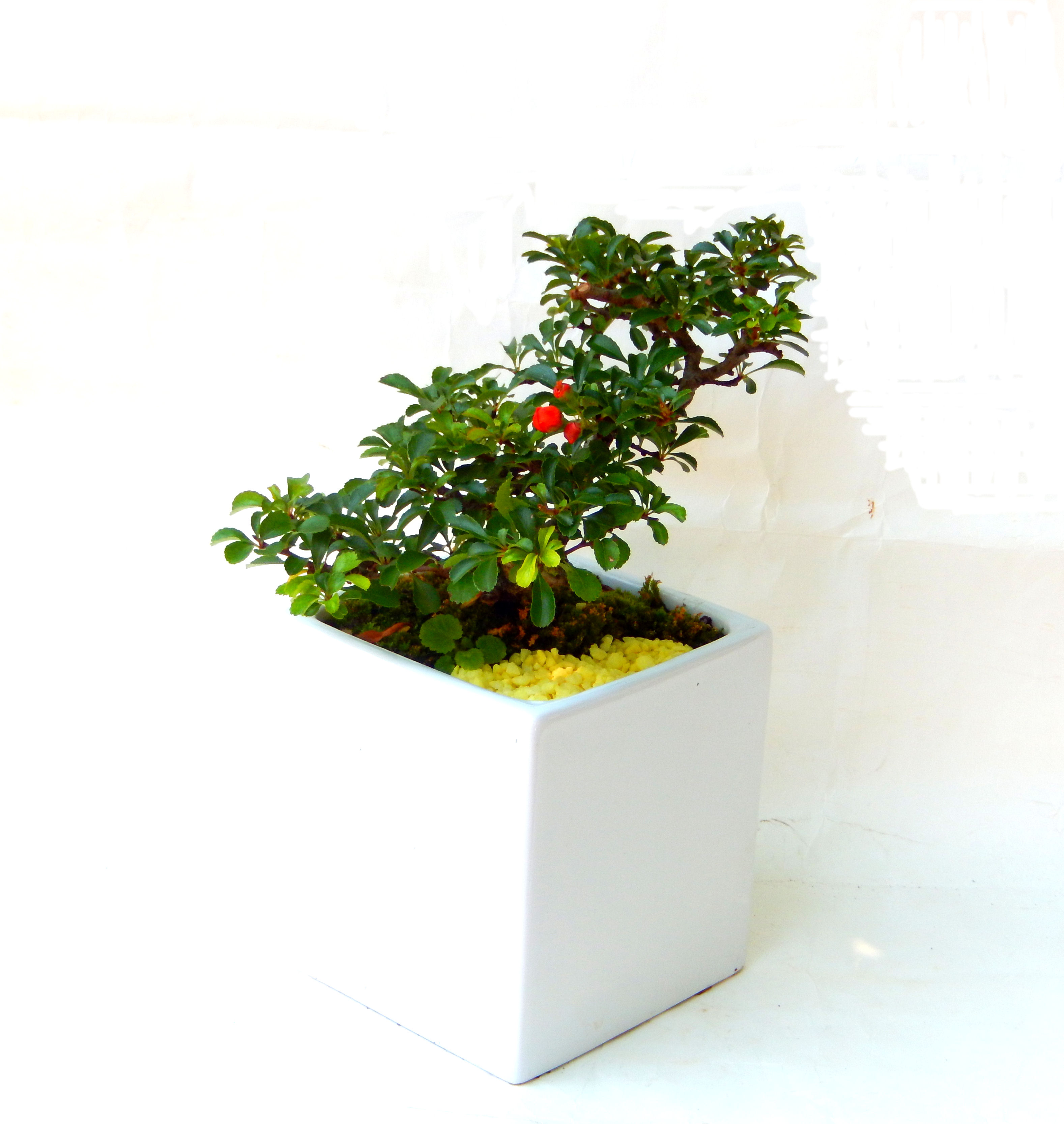 �����~�Ə����܂��B�����ɂ��₩��鉏�N�A���I�I�X�ɏt�A�R�����납���ȐԂ��ԁB�}�ɒ��ڂڂ݂�t���J�Ԃ��܂��B�Ԑ��������Ă��A���Ȃ��Ă��A�Ƃɂ��������A��x������ǂ����Ă���ɓ��ꂽ���Ȃ�A���ł��I 
   ���̏��i�́A�~�j�T�C�Y�ɍ��܂����B�������̃C���e���A�Ƃ��ăe�[�u���⑋�ӂɂ�����傫���ł��B�܂������̂����߂̈�i�ł��I�I�I