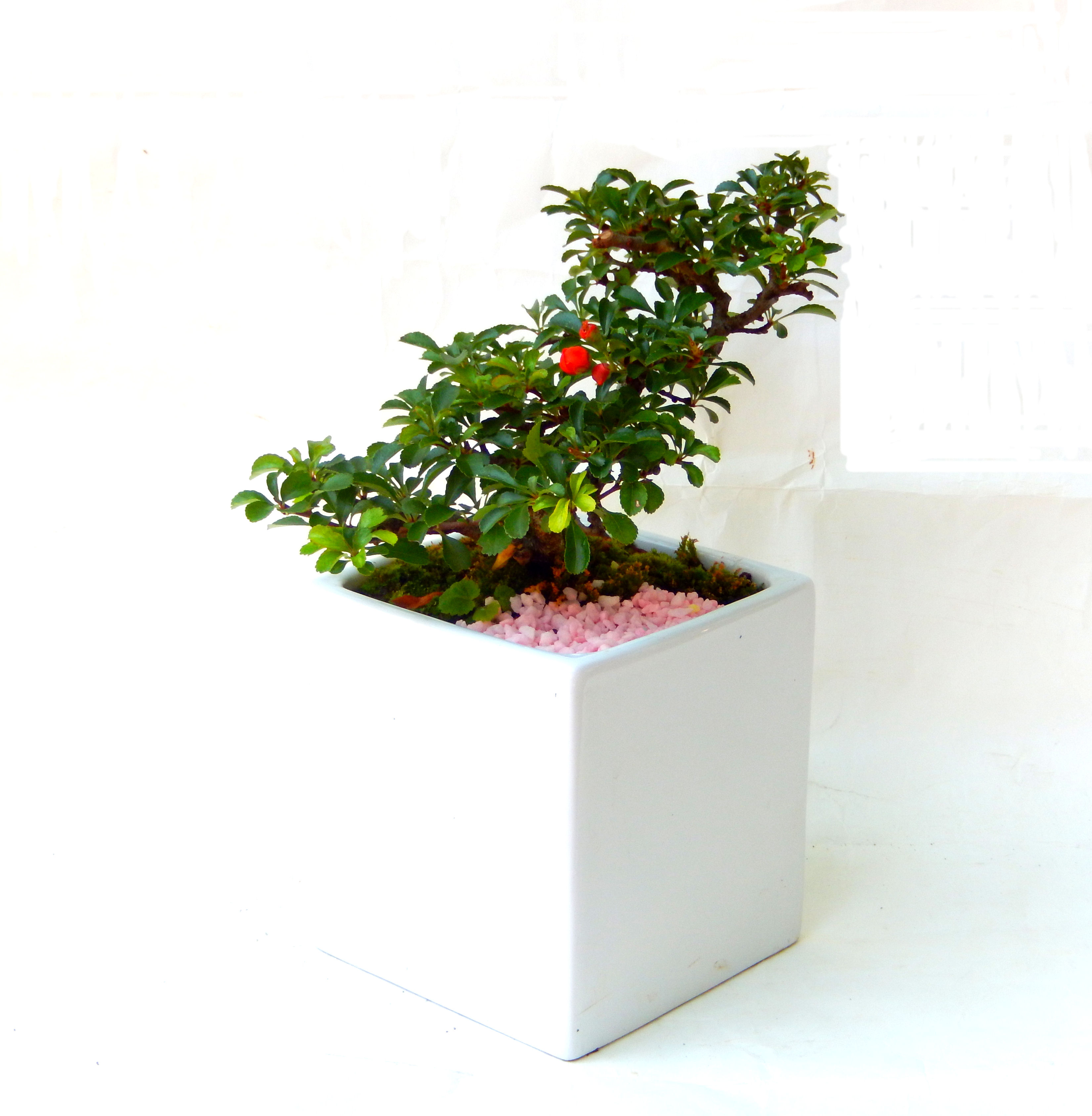 �����~�Ə����܂��B�����ɂ��₩��鉏�N�A���I�I�X�ɏt�A�R�����납���ȐԂ��ԁB�}�ɒ��ڂڂ݂�t���J�Ԃ��܂��B�Ԑ��������Ă��A���Ȃ��Ă��A�Ƃɂ��������A��x������ǂ����Ă���ɓ��ꂽ���Ȃ�A���ł��I 
   ���̏��i�́A�~�j�T�C�Y�ɍ��܂����B�������̃C���e���A�Ƃ��ăe�[�u���⑋�ӂɂ�����傫���ł��B�܂������̂����߂̈�i�ł��I�I�I