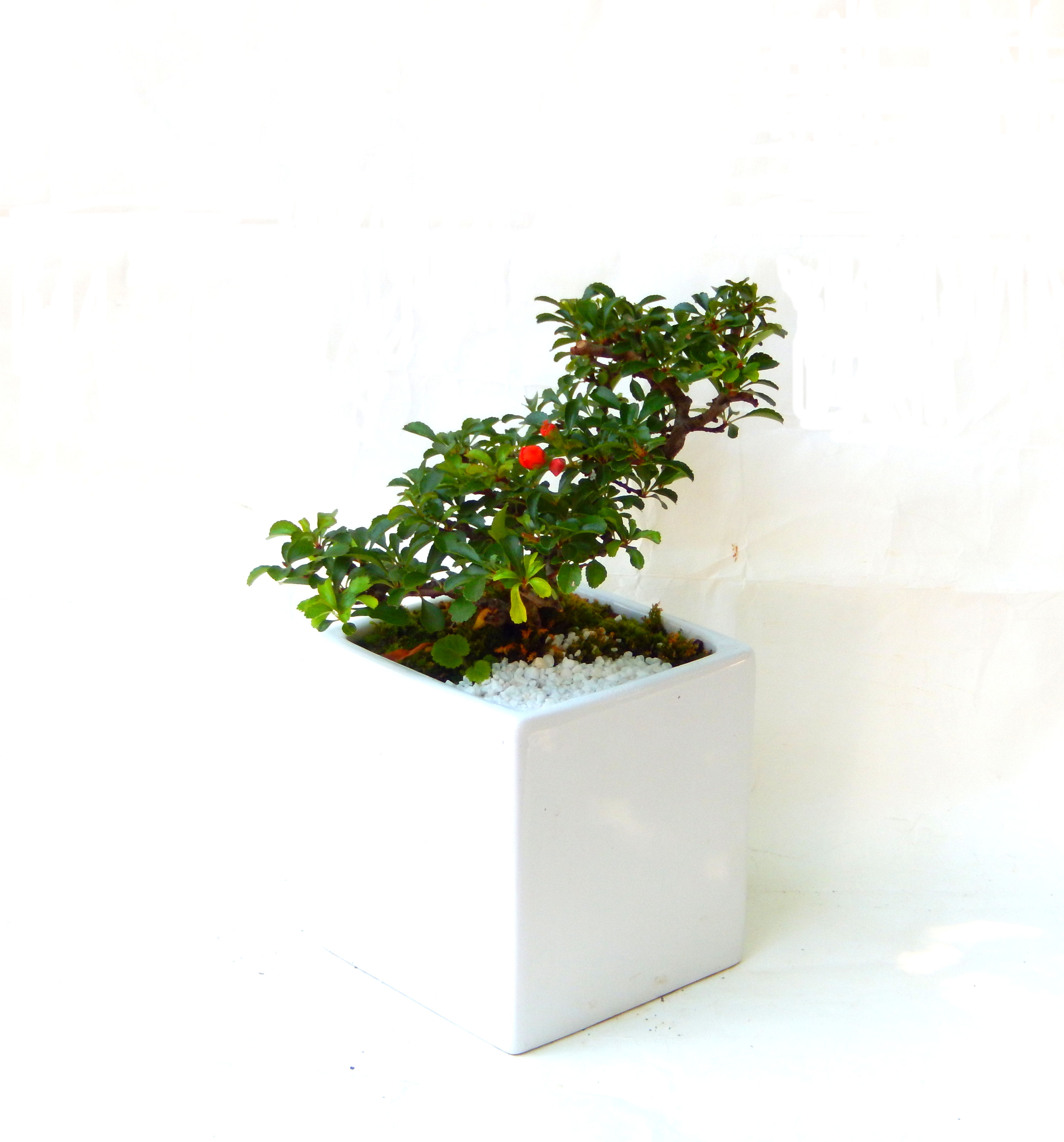 �����~�Ə����܂��B�����ɂ��₩��鉏�N�A���I�I�X�ɏt�A�R�����납���ȐԂ��ԁB�}�ɒ��ڂڂ݂�t���J�Ԃ��܂��B�Ԑ��������Ă��A���Ȃ��Ă��A�Ƃɂ��������A��x������ǂ����Ă���ɓ��ꂽ���Ȃ�A���ł��I 
   ���̏��i�́A�~�j�T�C�Y�ɍ��܂����B�������̃C���e���A�Ƃ��ăe�[�u���⑋�ӂɂ�����傫���ł��B�܂������̂����߂̈�i�ł��I�I�I