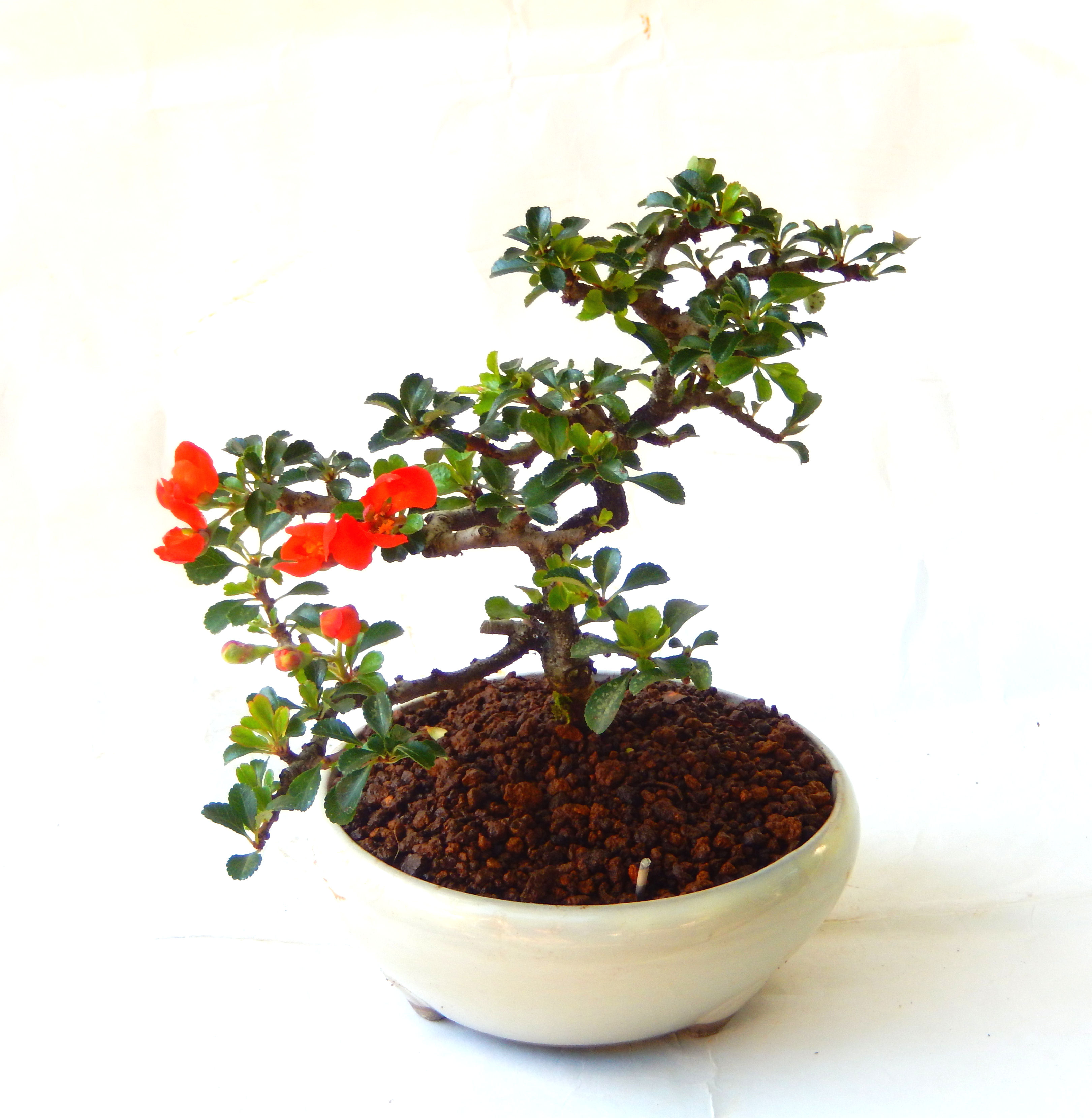 �����~�Ə����܂��B�����ɂ��₩��鉏�N�A���I�I�X�ɏt�A�R�����납���ȐԂ��ԁB�}�ɒ��ڂڂ݂�t���J�Ԃ��܂��B�Ԑ��������Ă��A���Ȃ��Ă��A�Ƃɂ��������A��x������ǂ����Ă���ɓ��ꂽ���Ȃ�A���ł��I 
   ���̏��i�́A�~�j�T�C�Y�ɍ��܂����B�������̃C���e���A�Ƃ��ăe�[�u���⑋�ӂɂ�����傫���ł��B�܂������̂����߂̈�i�ł��I�I�I