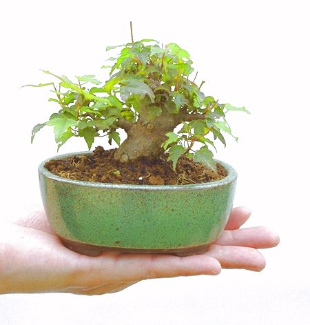 �����ŁB���Ă̐V�΁A�H�̍g�t�A���t�����ďt�̉�ӂ��A�l�G�𔧂Ŋ�����A���ł��B��N�A�N�Ԃ̃x�X�g�Z���[�ɂȂ�܂����I�I�I�R���p�N�g�ɉ������܂����B���߂Ă̕��ɂ���Ă₷����v�ȐA���ł��B