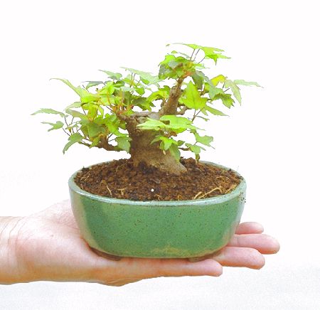 �����ŁB���Ă̐V�΁A�H�̍g�t�A���t�����ďt�̉�ӂ��A�l�G�𔧂Ŋ�����A���ł��B��N�A�N�Ԃ̃x�X�g�Z���[�ɂȂ�܂����I�I�I�R���p�N�g�ɉ������܂����B���߂Ă̕��ɂ���Ă₷����v�ȐA���ł��B