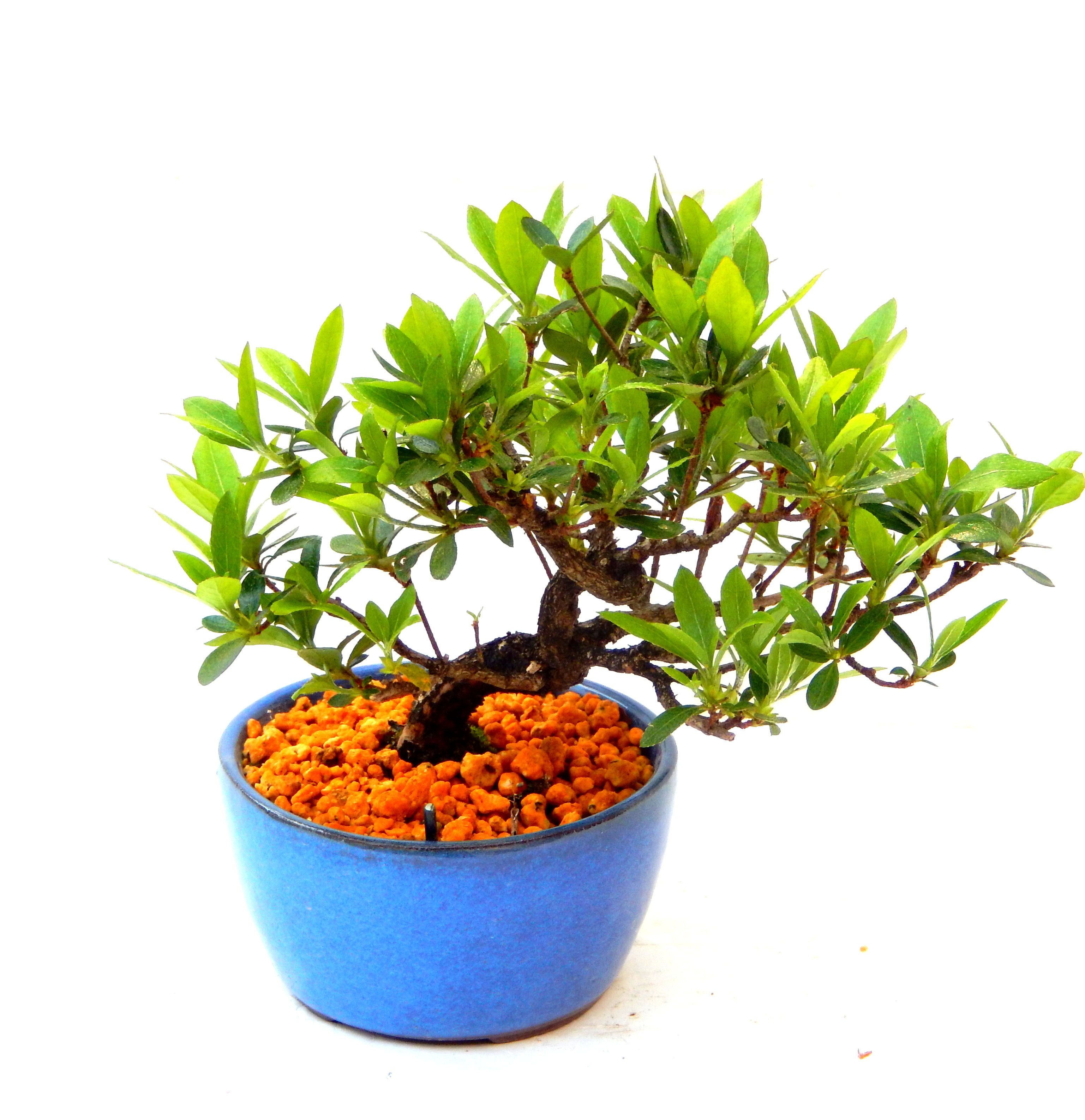 �N�Ԃ̒��x�X�g�Z���[�ɂȂ�܂����I�I�I�R���p�N�g�ɉ������܂����B���߂Ă̕��ɂ���Ă₷����v�ȐA���ł��B