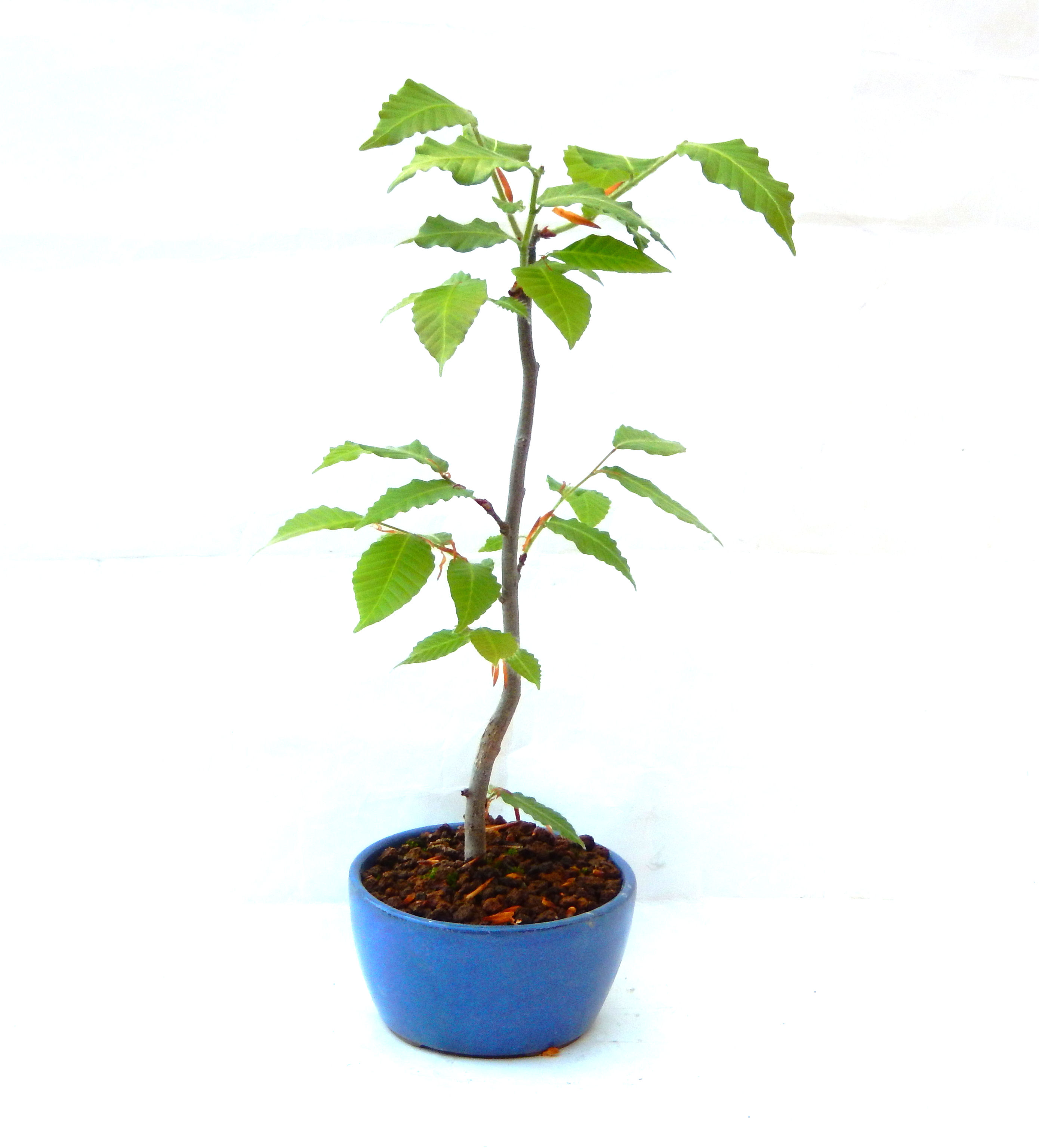 ��������Ԃȣ�̉摜���o�܂��������΂炭���҂��������܂��B