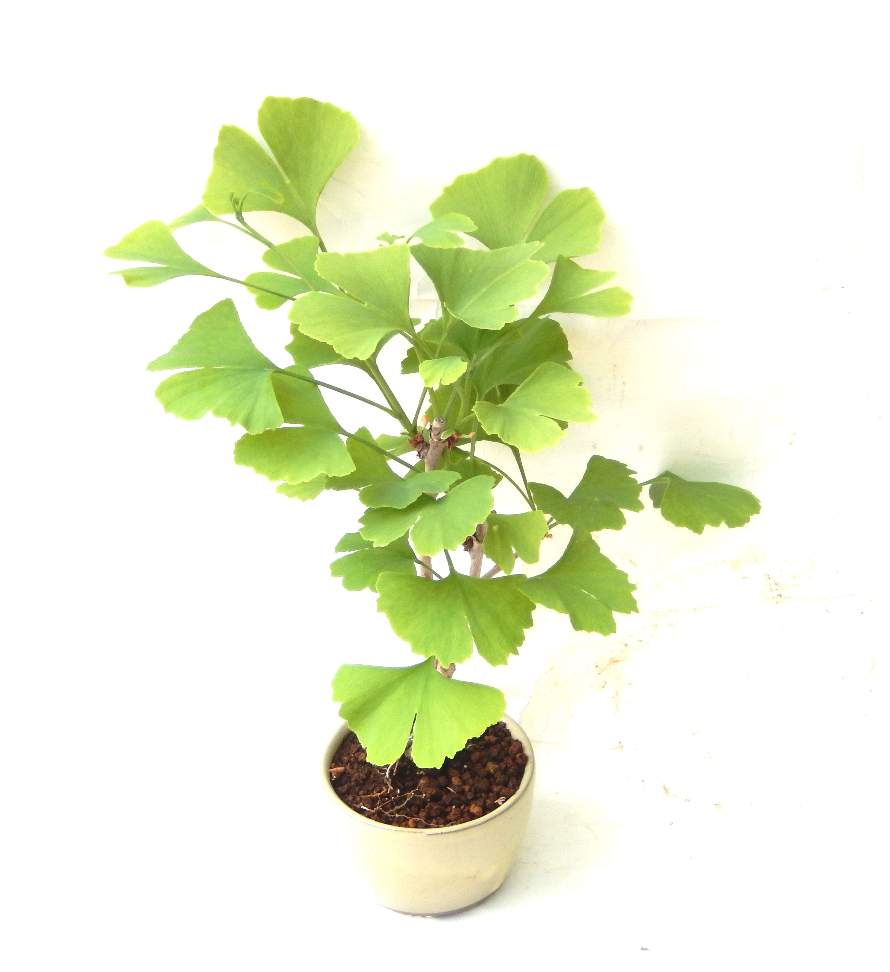 ��������Ԃȣ�̉摜���o�܂��������΂炭���҂��������܂��B