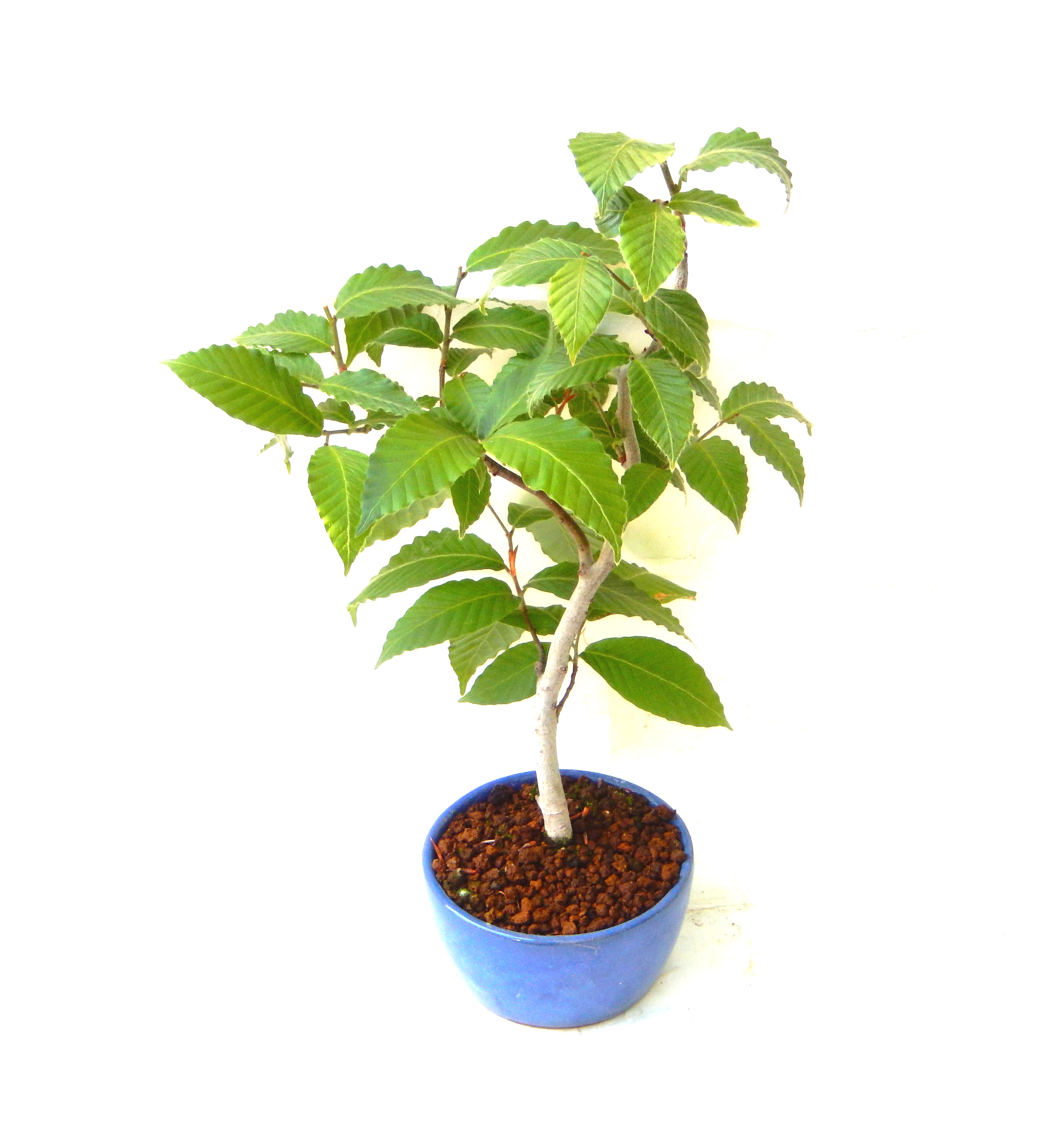 ��������Ԃȣ�̉摜���o�܂��������΂炭���҂��������܂��B