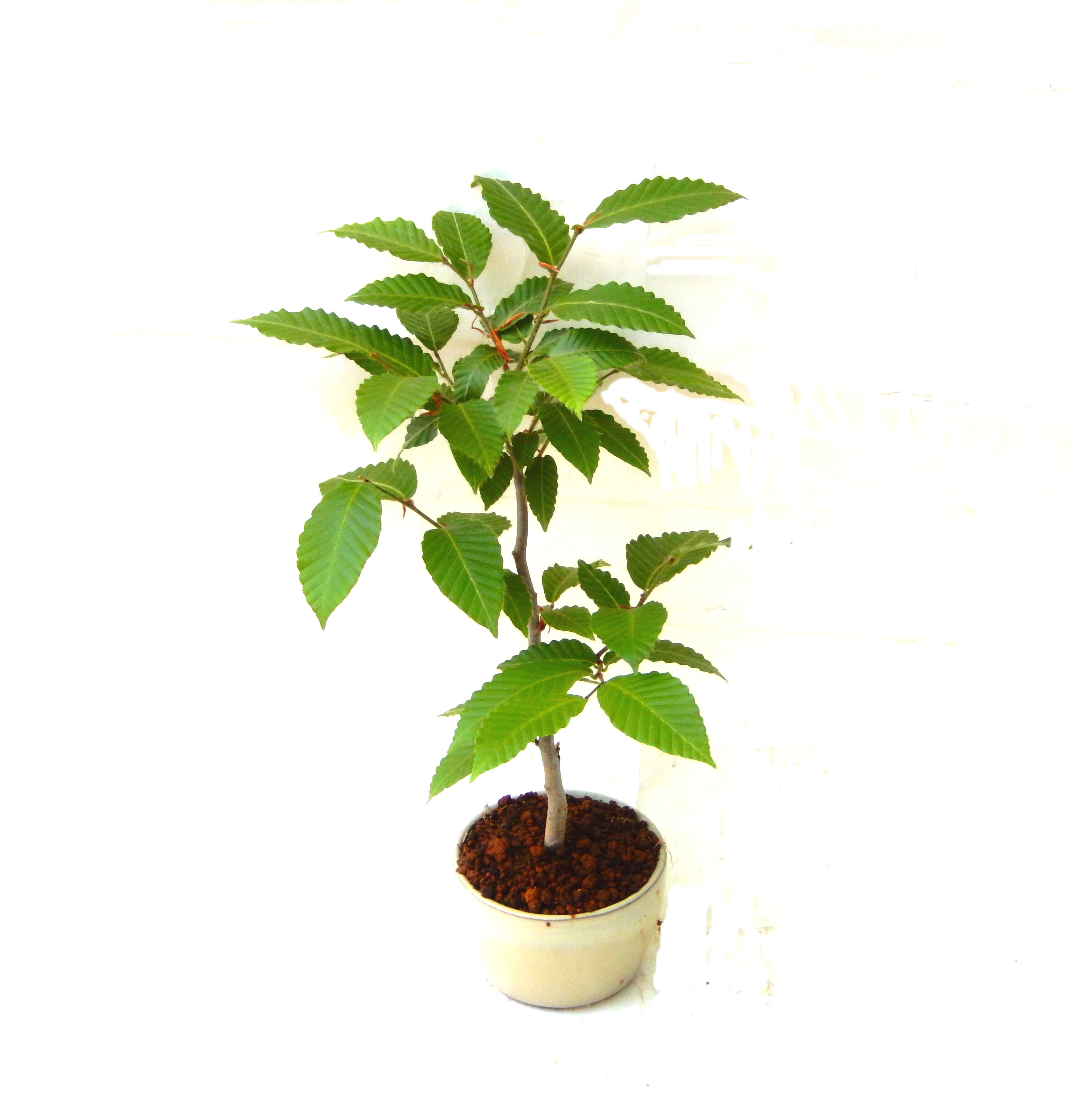 ��������Ԃȣ�̉摜���o�܂��������΂炭���҂��������܂��B