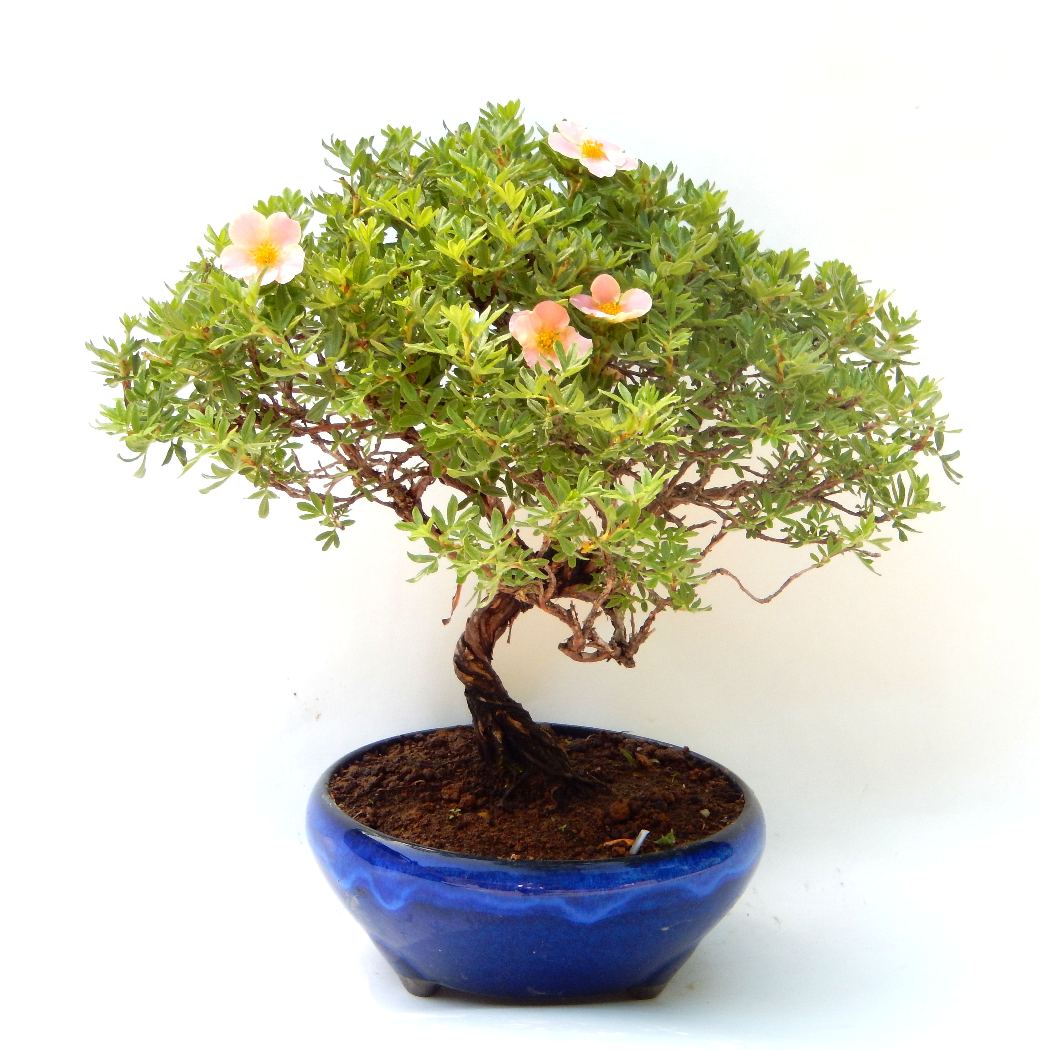 ���I�~�Ə����܂��B�����ɂ��₩��鉏�N�A���I�I�Ƃɂ��������A��x������ǂ����Ă���ɓ��ꂽ���Ȃ�A���ł��I 
   ���̏��i�́A�~�j�T�C�Y�ɍ��܂����B�������̃C���e���A�Ƃ��ăe�[�u���⑋�ӂɂ�����傫���ł��B�܂������̂����߂̈�i�ł��I�I�I