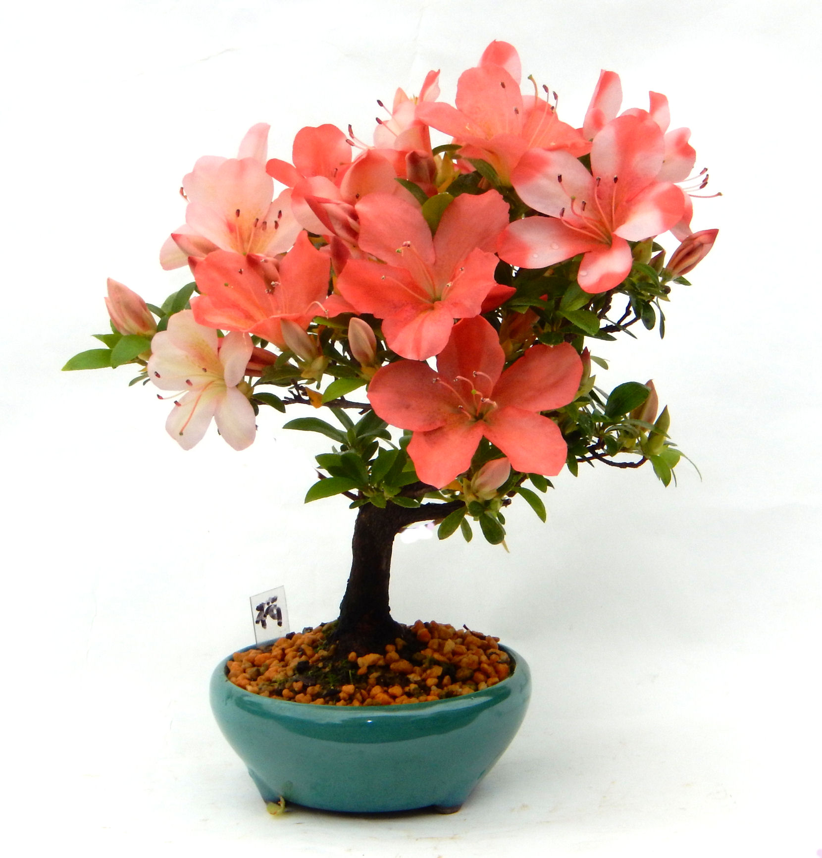 �N�Ԃ̒��x�X�g�Z���[�ɂȂ�܂����I�I�I�R���p�N�g�ɉ������܂����B���߂Ă̕��ɂ���Ă₷����v�ȐA���ł��B