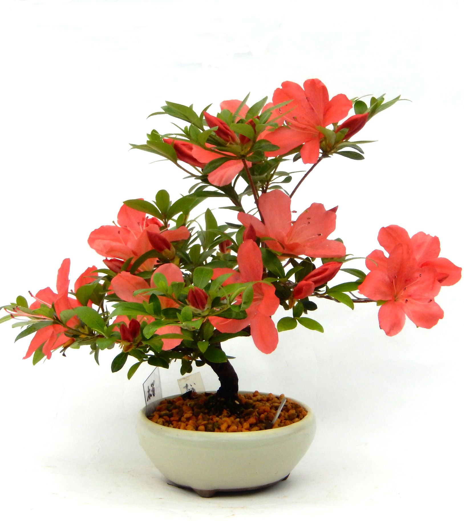 �N�Ԃ̒��x�X�g�Z���[�ɂȂ�܂����I�I�I�R���p�N�g�ɉ������܂����B���߂Ă̕��ɂ���Ă₷����v�ȐA���ł��B