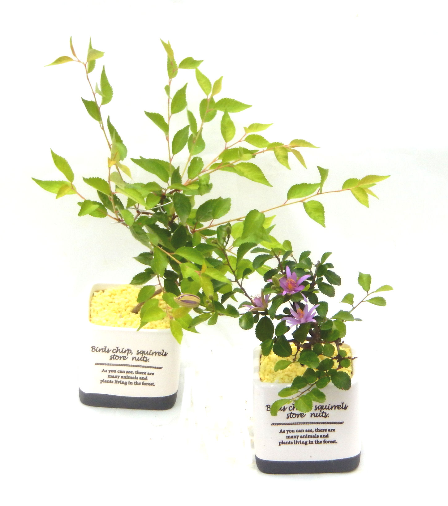 �N�Ԃ̒��x�X�g�Z���[�ɂȂ�܂����I�I�I�R���p�N�g�ɉ������܂����B���߂Ă̕��ɂ���Ă₷����v�ȐA���ł��B