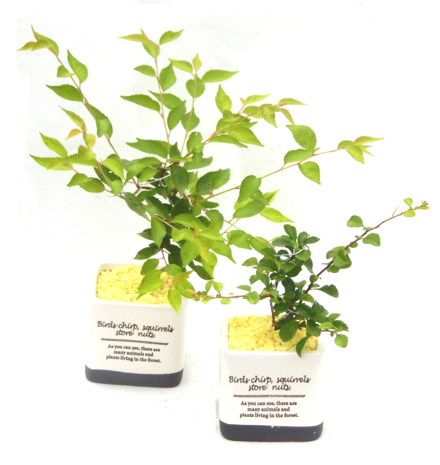 �N�Ԃ̒��x�X�g�Z���[�ɂȂ�܂����I�I�I�R���p�N�g�ɉ������܂����B���߂Ă̕��ɂ���Ă₷����v�ȐA���ł��B