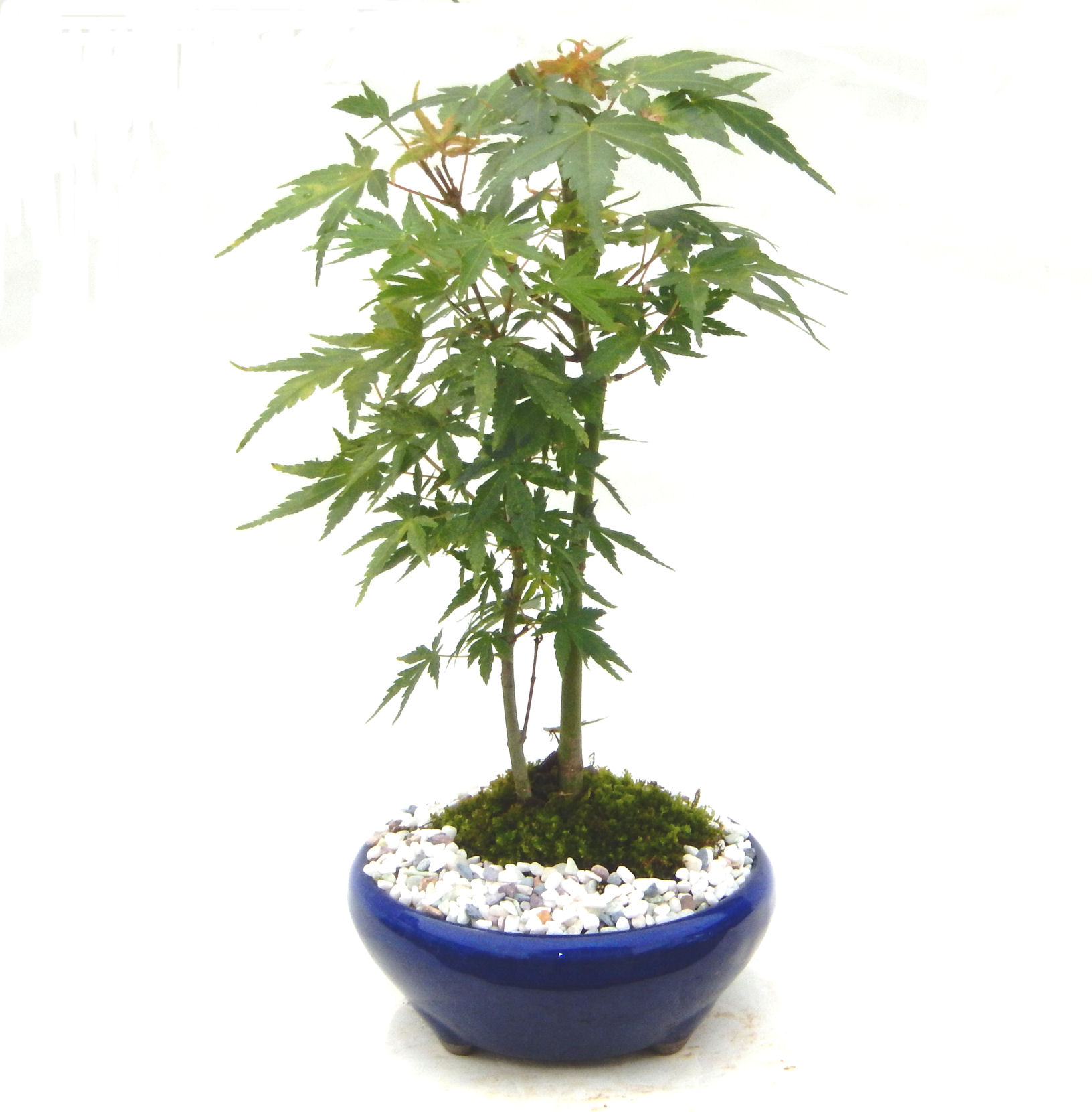 ���݂��B���Ă̐V�΁A�H�̍g�t�A���t�����ďt�̉�ӂ��A�l�G�𔧂Ŋ�����A���ł��B�N�Ԃ̃x�X�g�Z���[�ɂȂ�܂����I�I�I�R���p�N�g�ɉ������܂����B���߂Ă̕��ɂ���Ă₷����v�ȐA���ł��B