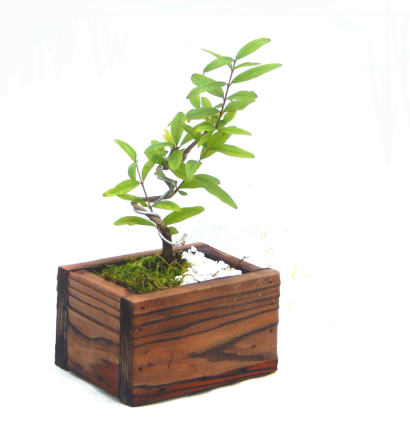 ������́A�q��Ɍb�܂��Ƃ����A�ɉh���Ӗ����鉏�N�A���ł��B�U���ɃI�����W�F�̉Ԃ��炫�A�����Ď����Ȃ�܂��B��(��)�́A���e�ɐl�C�ň��ݕ��Ƃ��Ďs�̂���Ă��܂��B 