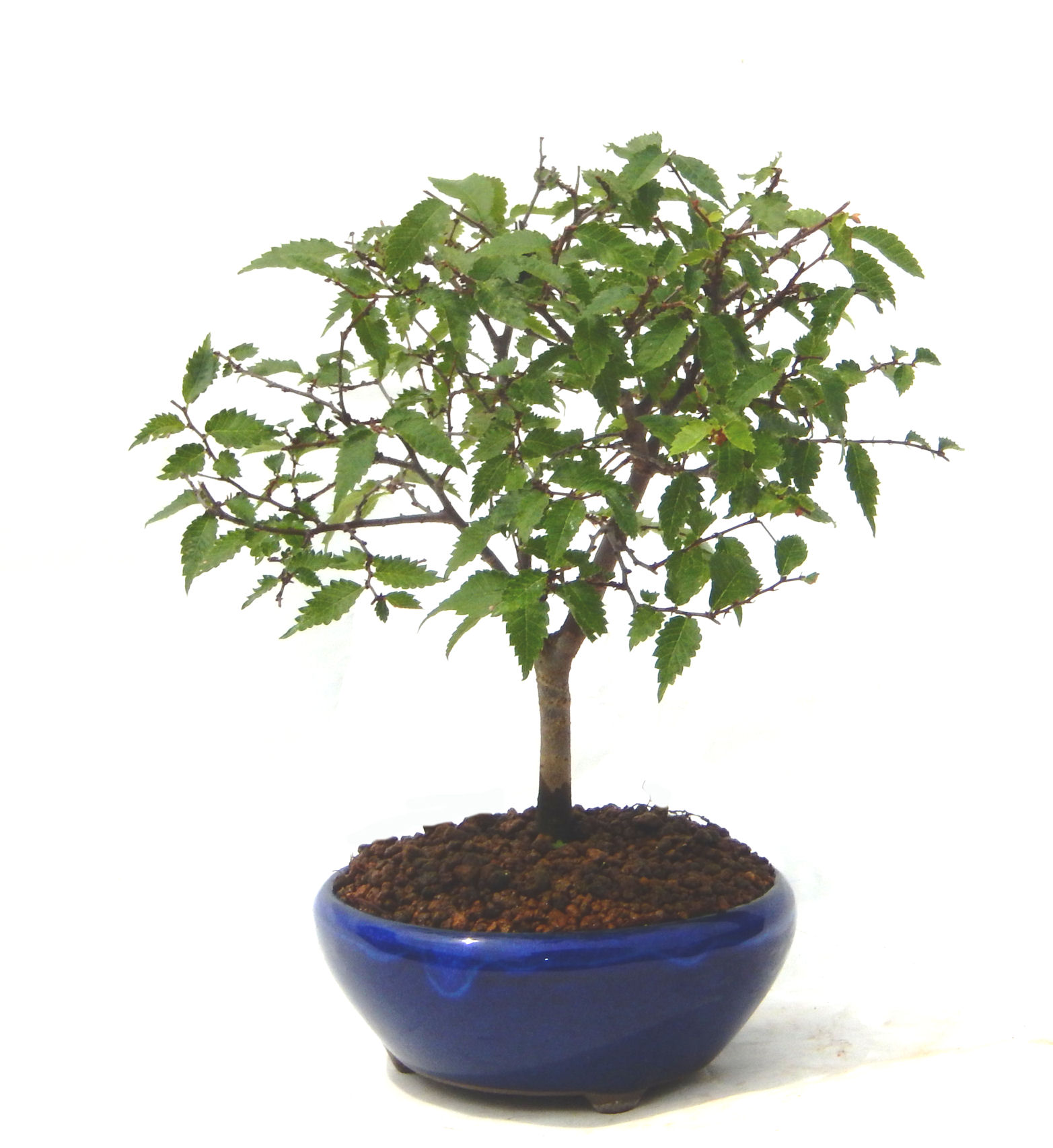 �m���̔��������₫�̉摜���o�܂��B�������΂炭���҂����������܂��B