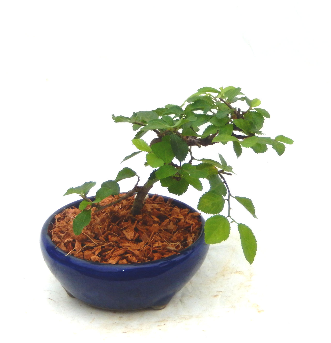 �t�ɉԂ��炭�j��炫���ł��B�N�Ԃ̒��x�X�g�Z���[�ɂȂ�܂����I�I�I�R���p�N�g�ɉ������܂����B���߂Ă̕��ɂ���Ă₷����v�ȐA���ł��B