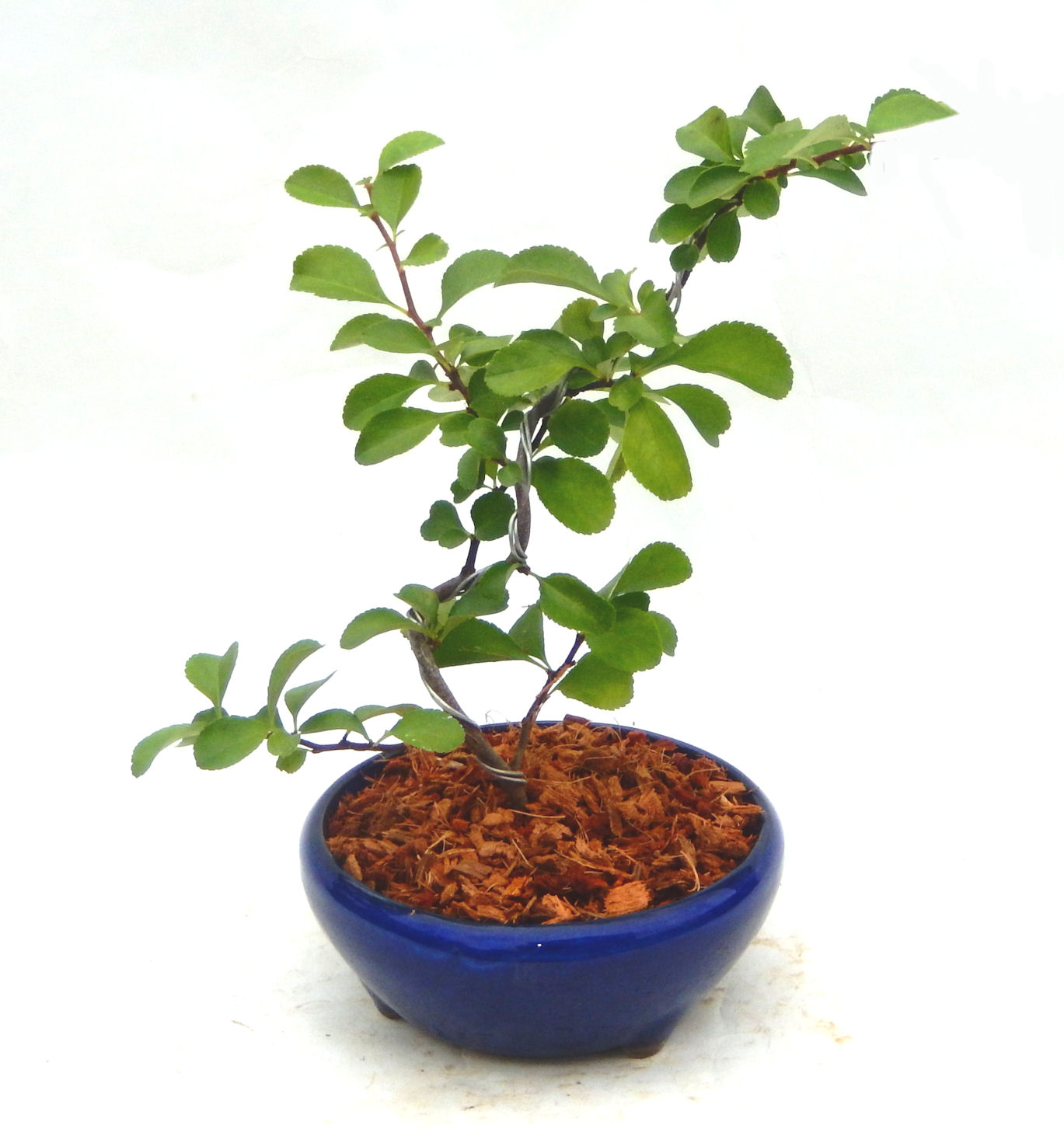 �t�ɉԂ��炭�j��炫���ł��B�N�Ԃ̒��x�X�g�Z���[�ɂȂ�܂����I�I�I�R���p�N�g�ɉ������܂����B���߂Ă̕��ɂ���Ă₷����v�ȐA���ł��B