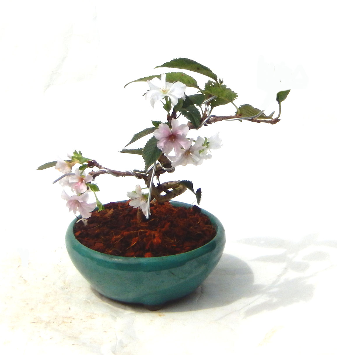 �t�ɉԂ��炭�j��炫���ł��B�N�Ԃ̒��x�X�g�Z���[�ɂȂ�܂����I�I�I�R���p�N�g�ɉ������܂����B���߂Ă̕��ɂ���Ă₷����v�ȐA���ł��B