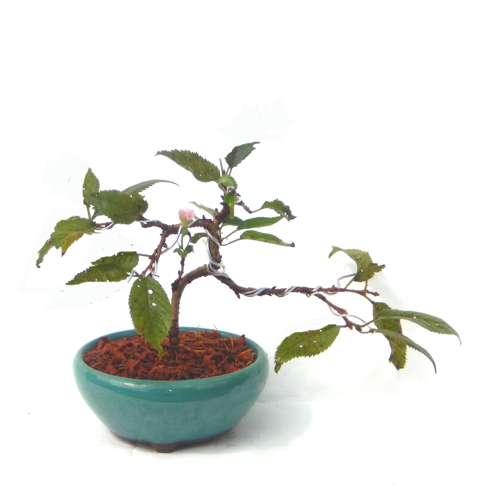 �t�ɉԂ��炭�j��炫���ł��B�N�Ԃ̒��x�X�g�Z���[�ɂȂ�܂����I�I�I�R���p�N�g�ɉ������܂����B���߂Ă̕��ɂ���Ă₷����v�ȐA���ł��B