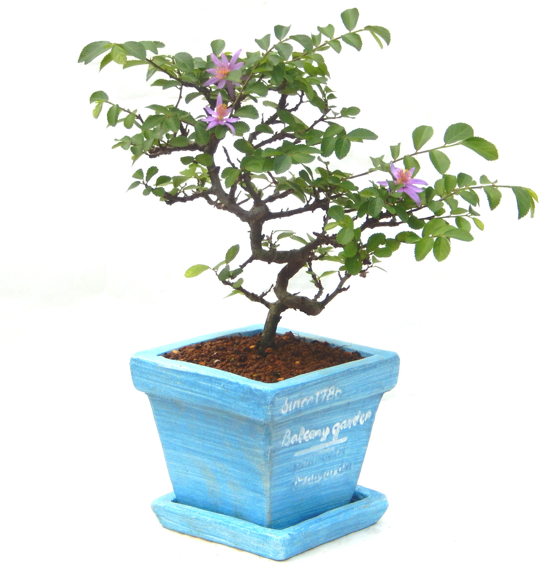 �Q�O�O�Q�N�A�N�Ԃ̃x�X�g�Z���[�ɂȂ�܂����I�I�I�R���p�N�g�ɉ������܂����B���߂Ă̕��ɂ���Ă₷����v�ȐA���ł��B