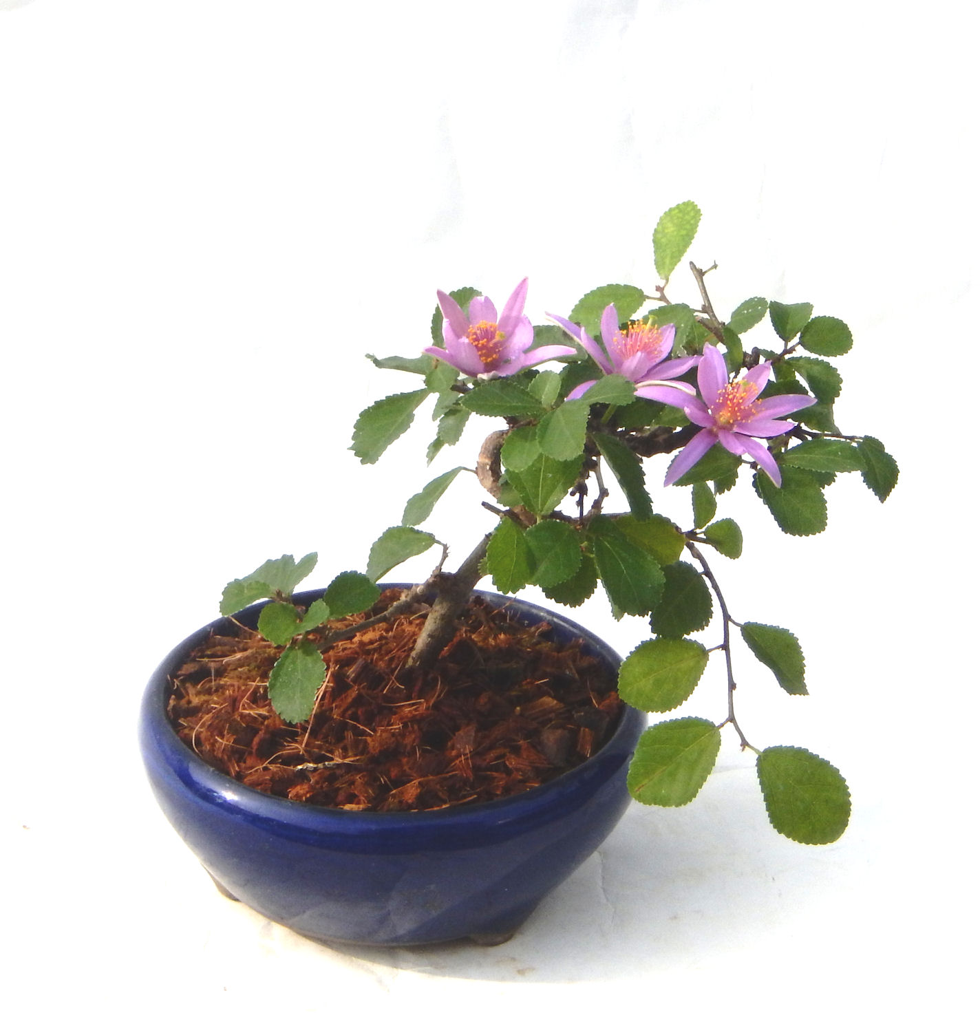 �t�ɉԂ��炭�j��炫���ł��B�N�Ԃ̒��x�X�g�Z���[�ɂȂ�܂����I�I�I�R���p�N�g�ɉ������܂����B���߂Ă̕��ɂ���Ă₷����v�ȐA���ł��B