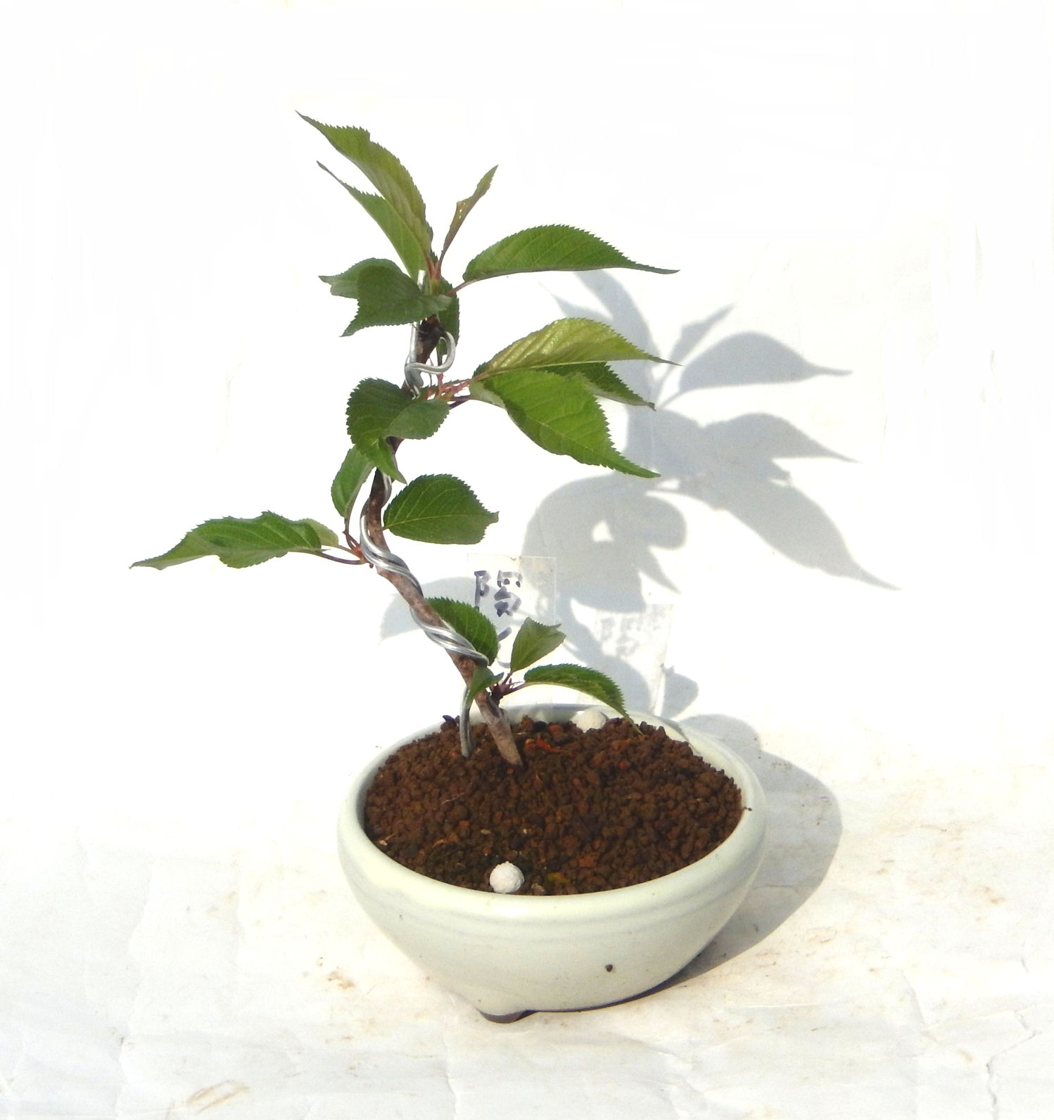 �͒Í��{�B�ň�ԑ����Ԃ��炭���ł��B�N�Ԃ̒��x�X�g�Z���[�ɂȂ�܂����I�I�I�R���p�N�g�ɉ������܂����B���߂Ă̕��ɂ���Ă₷����v�ȐA���ł��B