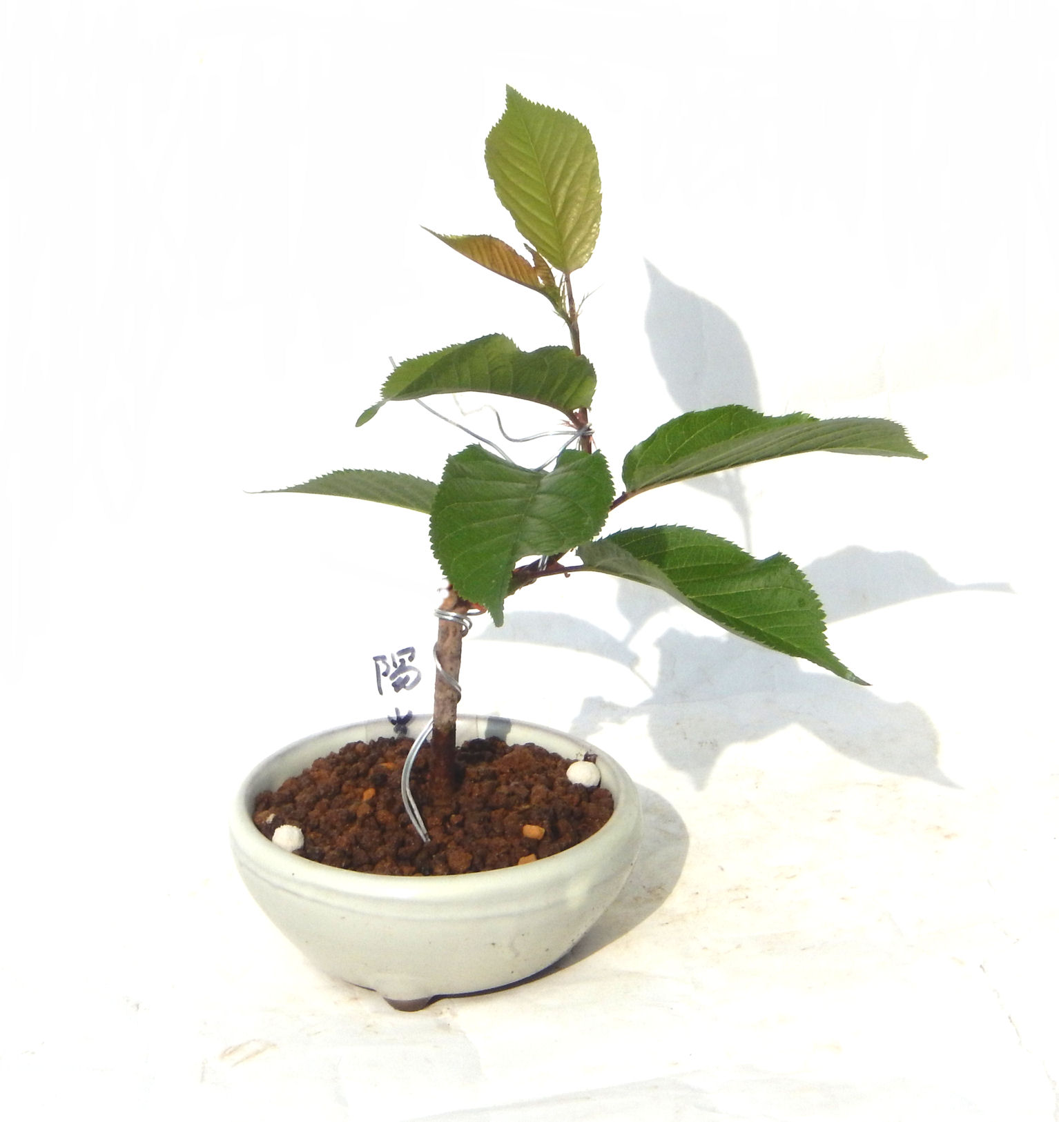 �͒Í��{�B�ň�ԑ����Ԃ��炭���ł��B�N�Ԃ̒��x�X�g�Z���[�ɂȂ�܂����I�I�I�R���p�N�g�ɉ������܂����B���߂Ă̕��ɂ���Ă₷����v�ȐA���ł��B