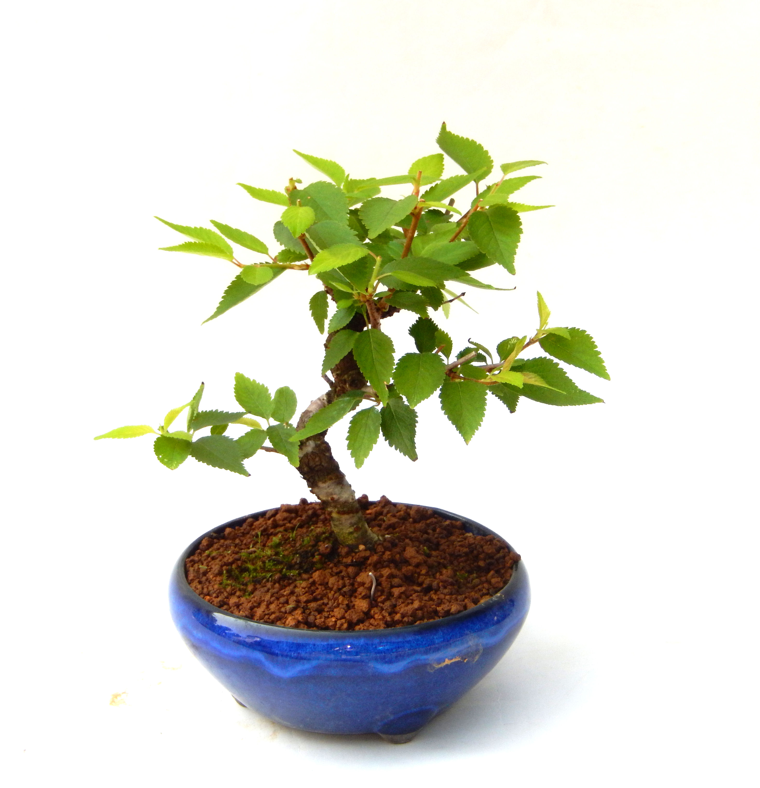 �P�O�����B�t�ƏH�̓��炭�T�N���ł��B�N�Ԃ̒��x�X�g�Z���[�ɂȂ�܂����I�I�I�R���p�N�g�ɉ������܂����B���߂Ă̕��ɂ���Ă₷����v�ȐA���ł��B