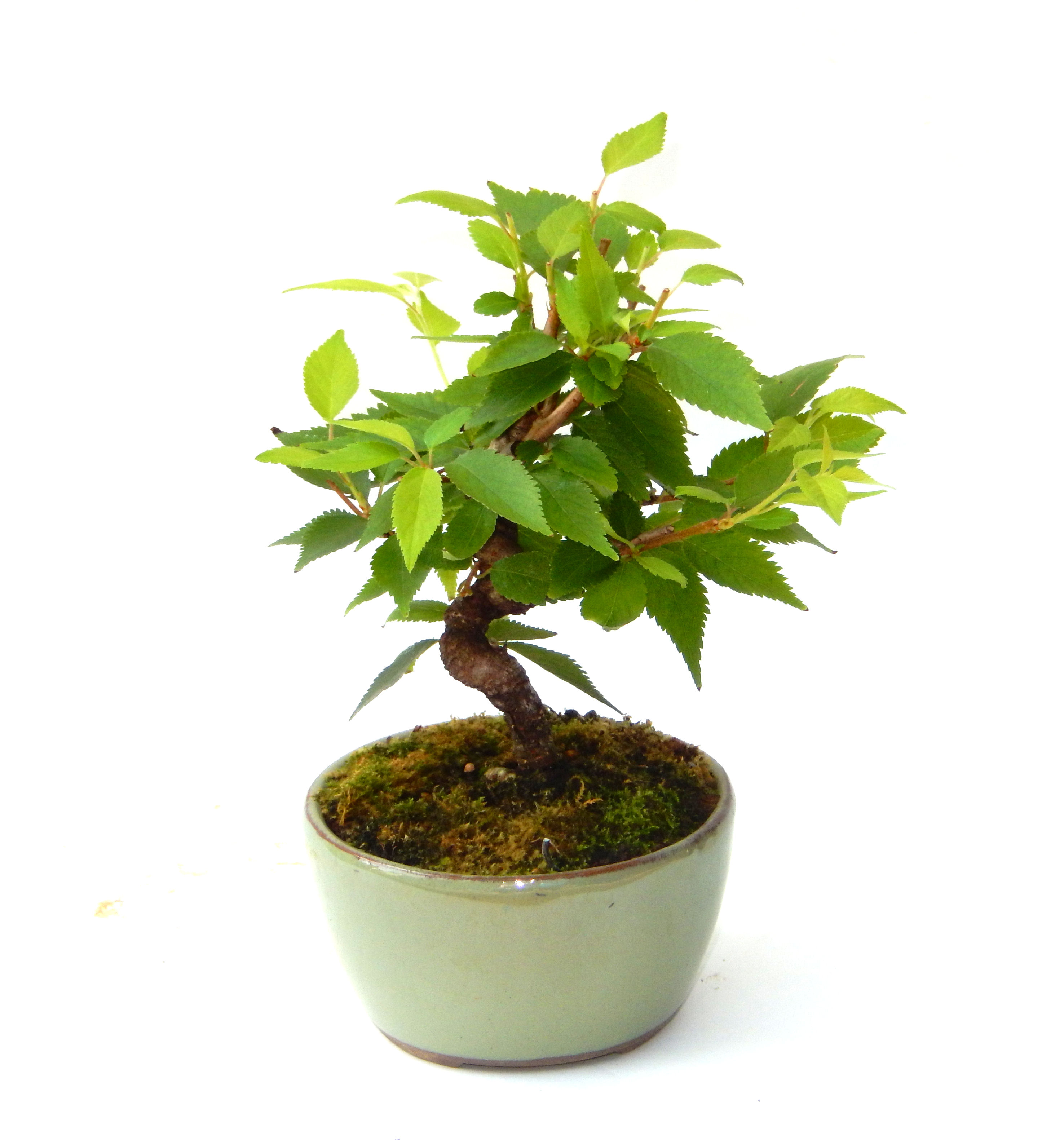 �P�O�����B�t�ƏH�̓��炭�T�N���ł��B�N�Ԃ̒��x�X�g�Z���[�ɂȂ�܂����I�I�I�R���p�N�g�ɉ������܂����B���߂Ă̕��ɂ���Ă₷����v�ȐA���ł��B