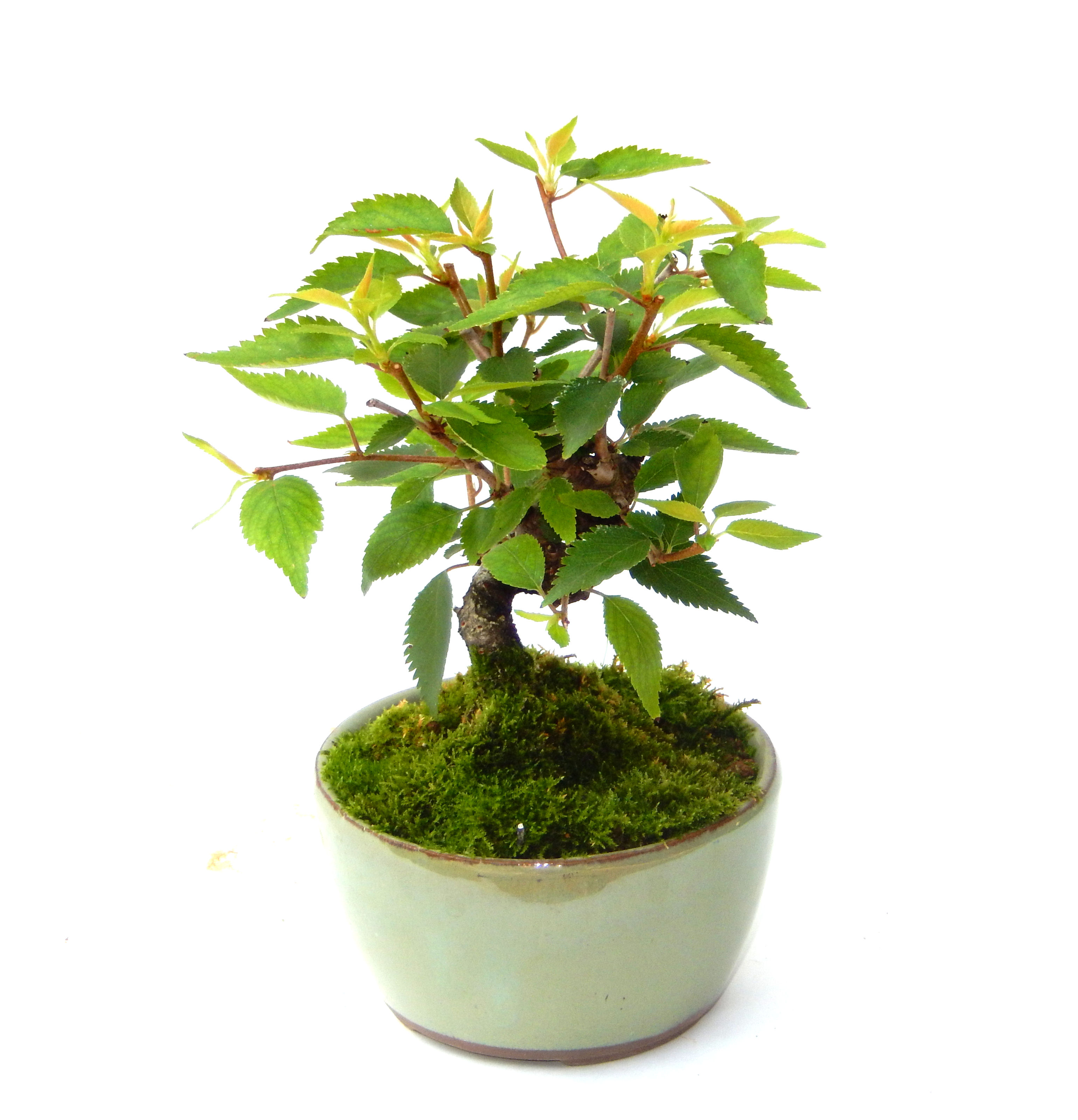 �P�O�����B�t�ƏH�̓��炭�T�N���ł��B�N�Ԃ̒��x�X�g�Z���[�ɂȂ�܂����I�I�I�R���p�N�g�ɉ������܂����B���߂Ă̕��ɂ���Ă₷����v�ȐA���ł��B