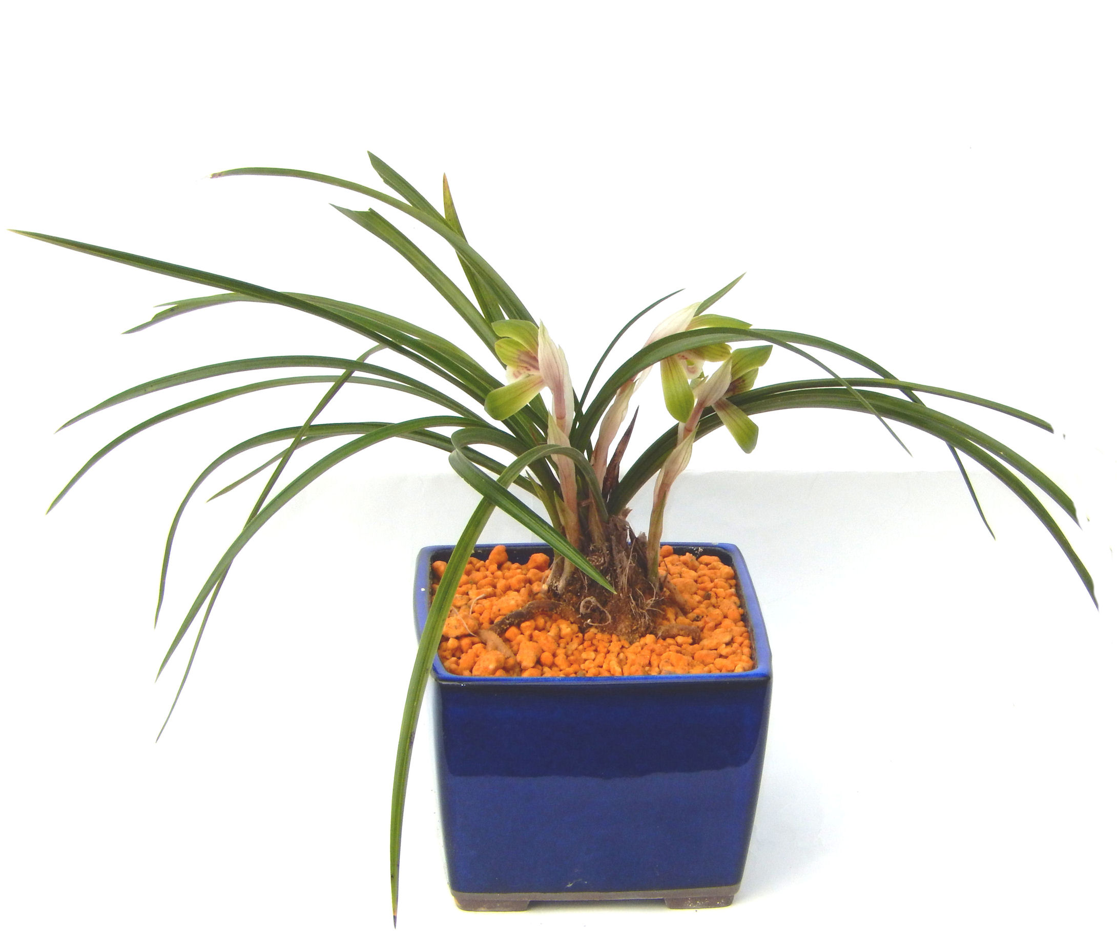 �����~�Ə����܂��B�����ɂ��₩��鉏�N�A���I�I�X�ɏt�A�R�����납���ȐԂ��ԁB�}�ɒ��ڂڂ݂�t���J�Ԃ��܂��B�Ԑ��������Ă��A���Ȃ��Ă��A�Ƃɂ��������A��x������ǂ����Ă���ɓ��ꂽ���Ȃ�A���ł��I 
   ���̏��i�́A�~�j�T�C�Y�ɍ��܂����B�������̃C���e���A�Ƃ��ăe�[�u���⑋�ӂɂ�����傫���ł��B�܂������̂����߂̈�i�ł��I�I�I