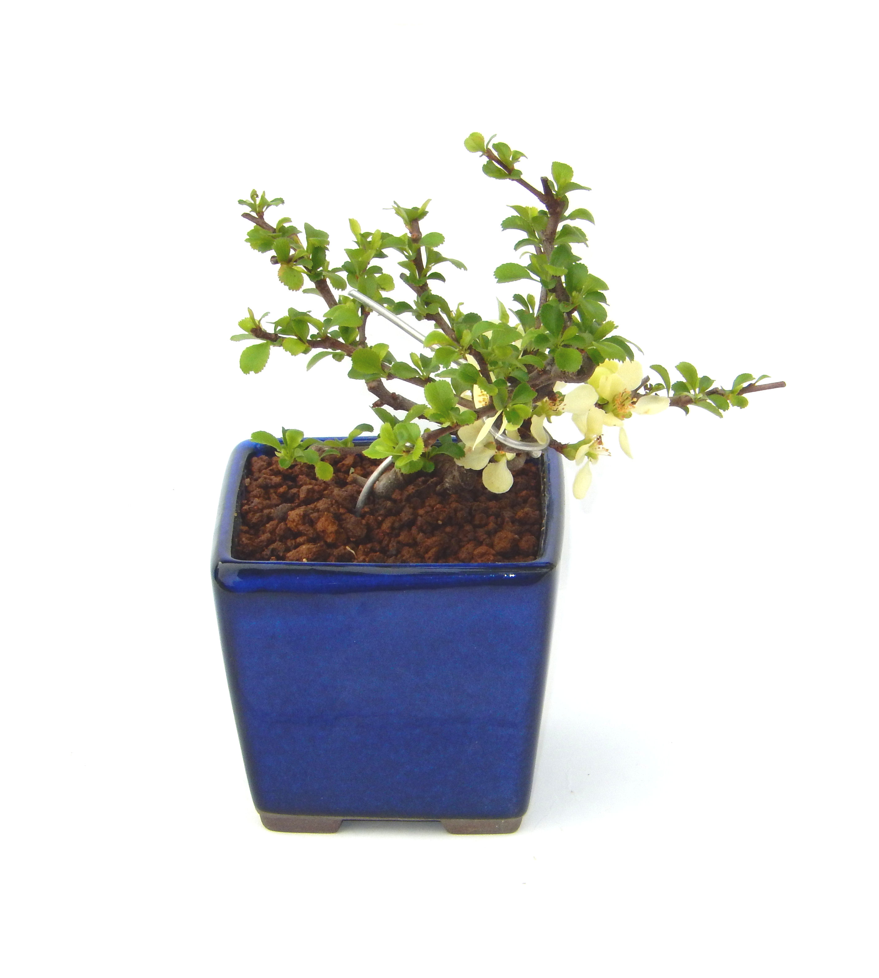 �����~�Ə����܂��B�����ɂ��₩��鉏�N�A���I�I�X�ɏt�A�R�����납���ȐԂ��ԁB�}�ɒ��ڂڂ݂�t���J�Ԃ��܂��B�Ԑ��������Ă��A���Ȃ��Ă��A�Ƃɂ��������A��x������ǂ����Ă���ɓ��ꂽ���Ȃ�A���ł��I 
   ���̏��i�́A�~�j�T�C�Y�ɍ��܂����B�������̃C���e���A�Ƃ��ăe�[�u���⑋�ӂɂ�����傫���ł��B�܂������̂����߂̈�i�ł��I�I�I