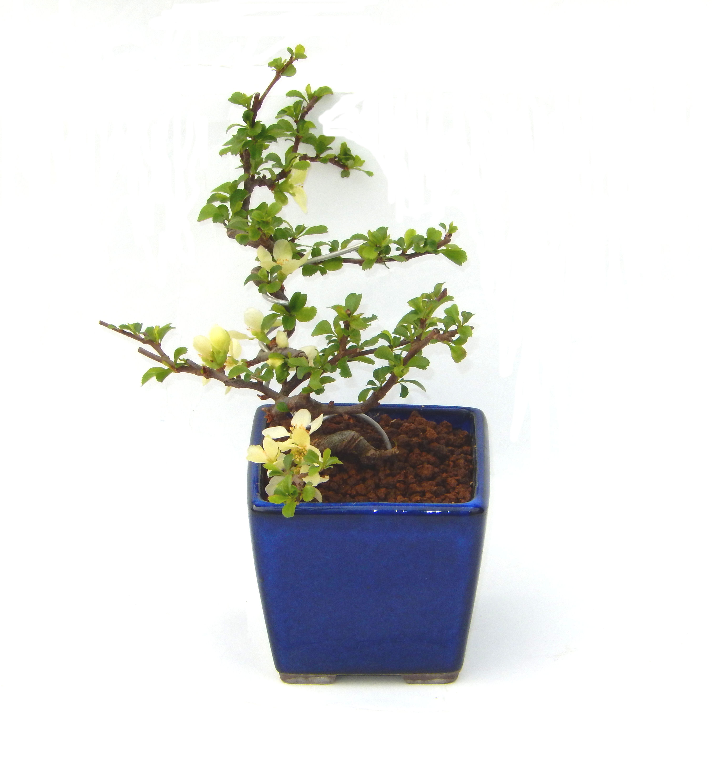 �����~�Ə����܂��B�����ɂ��₩��鉏�N�A���I�I�X�ɏt�A�R�����납���ȐԂ��ԁB�}�ɒ��ڂڂ݂�t���J�Ԃ��܂��B�Ԑ��������Ă��A���Ȃ��Ă��A�Ƃɂ��������A��x������ǂ����Ă���ɓ��ꂽ���Ȃ�A���ł��I 
   ���̏��i�́A�~�j�T�C�Y�ɍ��܂����B�������̃C���e���A�Ƃ��ăe�[�u���⑋�ӂɂ�����傫���ł��B�܂������̂����߂̈�i�ł��I�I�I