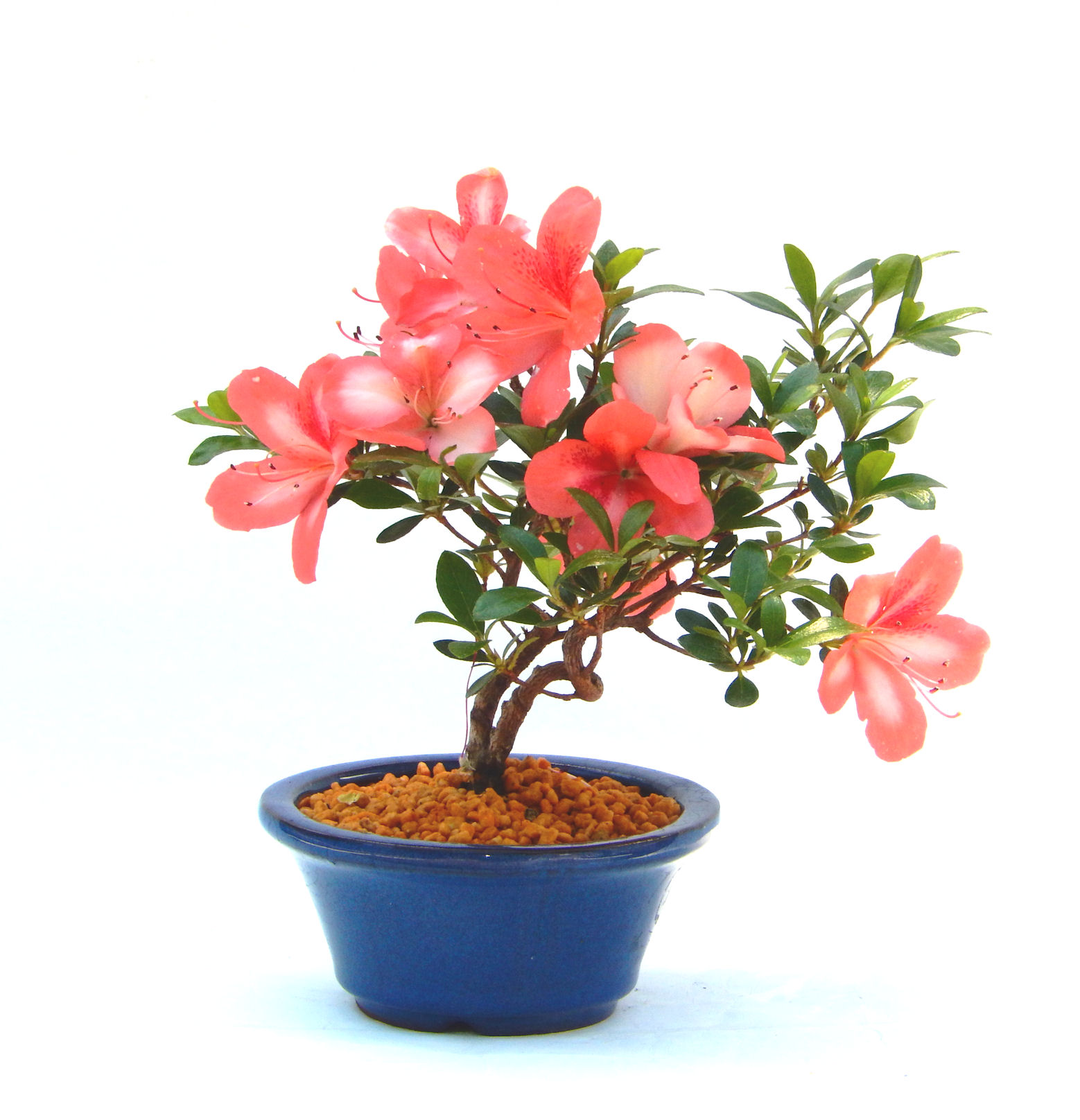 �N�Ԃ̒��x�X�g�Z���[�ɂȂ�܂����I�I�I�R���p�N�g�ɉ������܂����B���߂Ă̕��ɂ���Ă₷����v�ȐA���ł��B